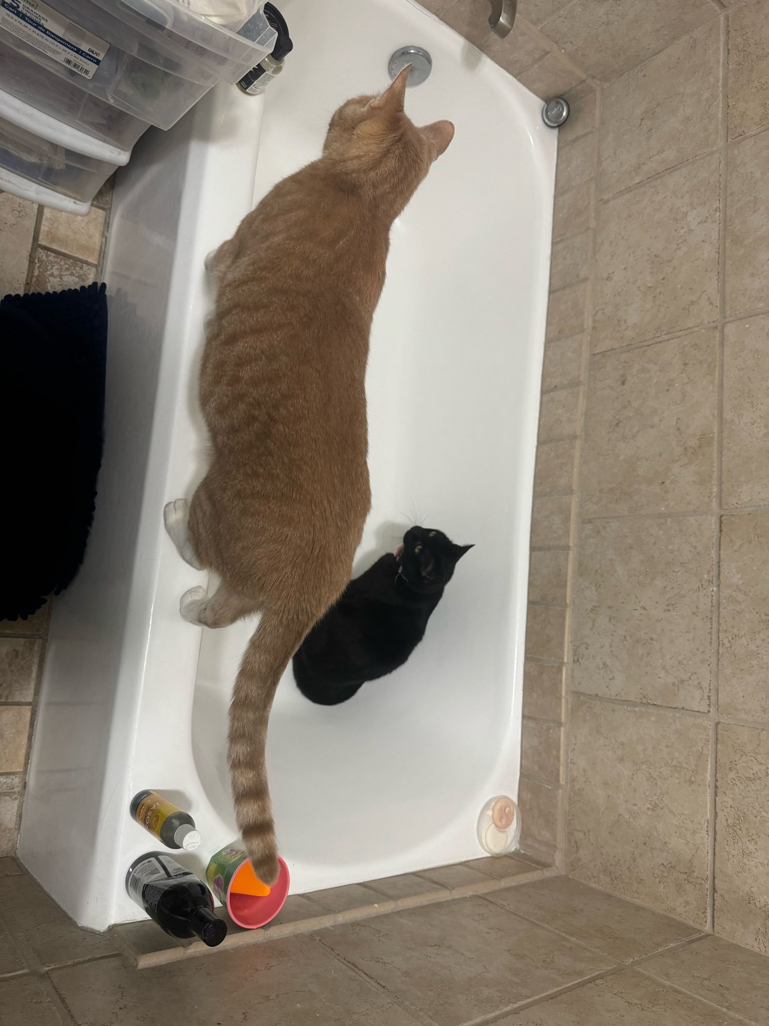 Giant orange cat still dwarfing little black cat in tub