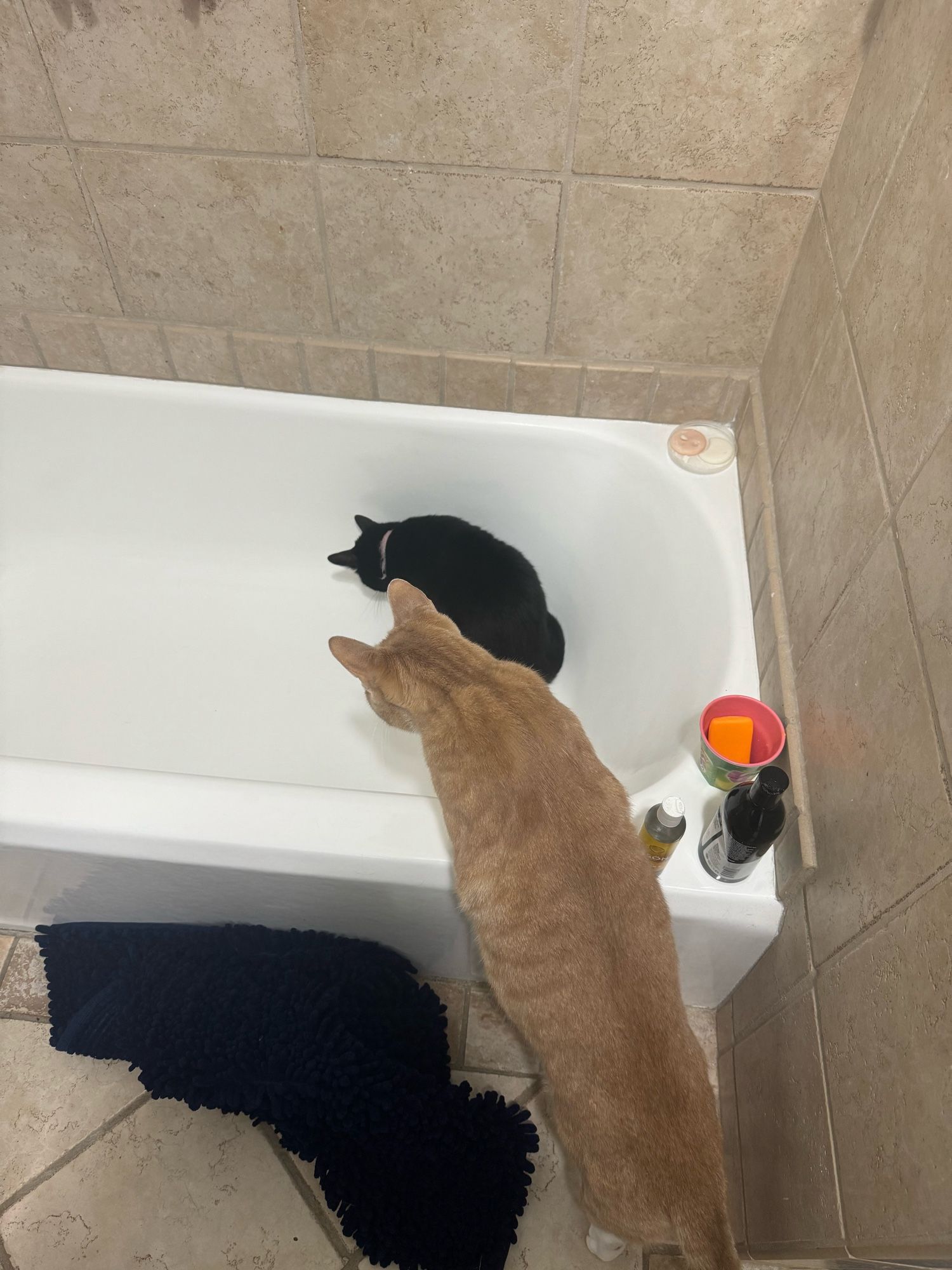 Giant orange cat joining little black cat in tub