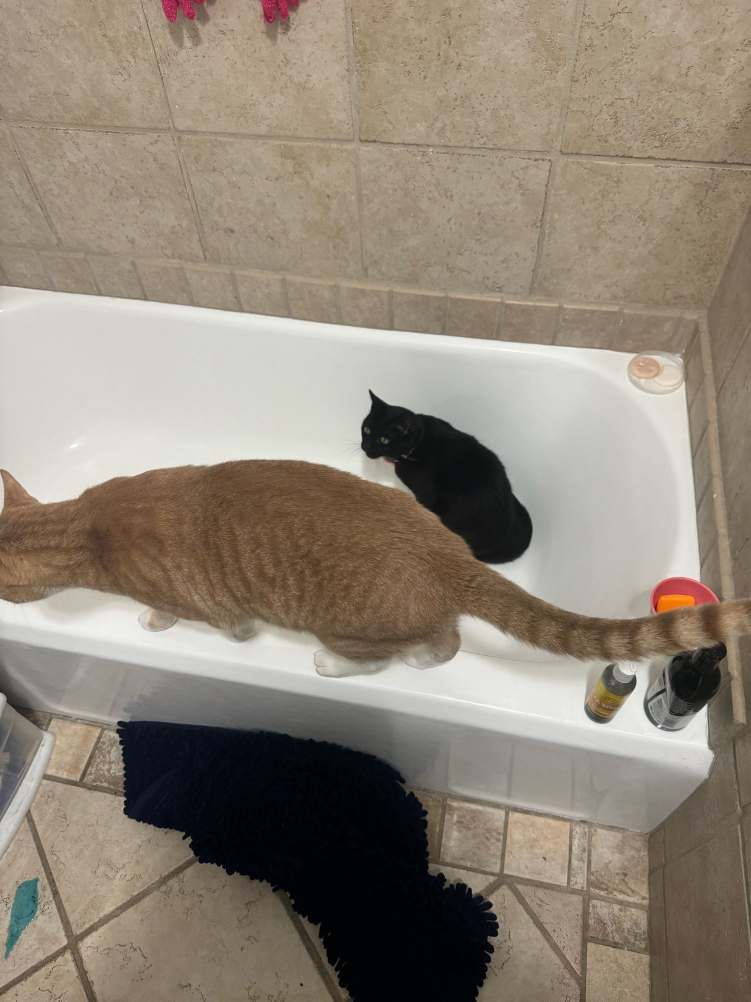 Giant orange cat has joined little black cat in tub