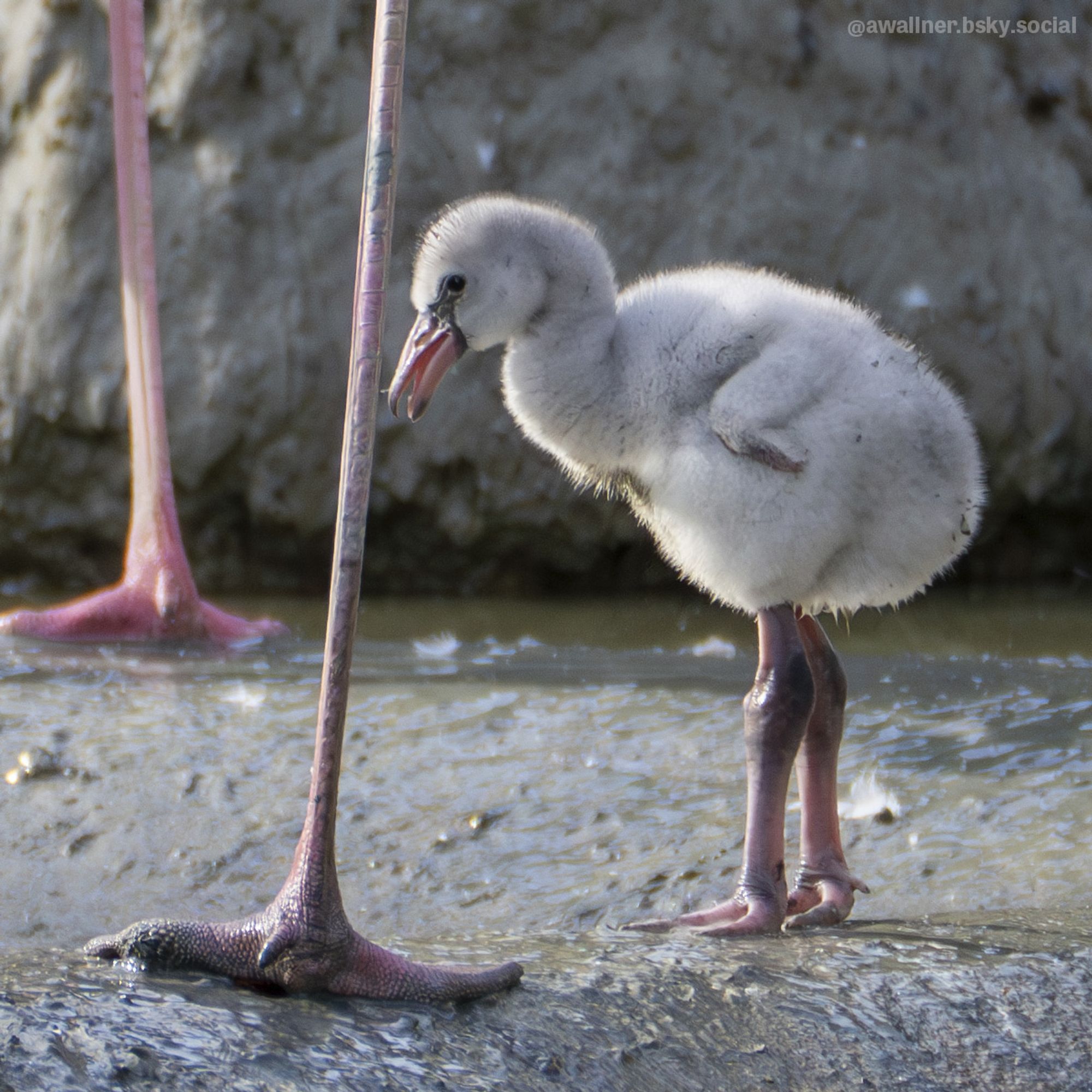 A grey flamingo chick stands next to the feet of an adult flamingo.
©AW