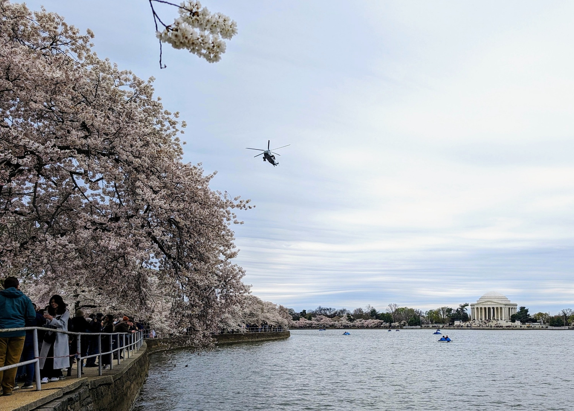 Vie of the Jefferson monument from the site of the original cherry trees, with cherry blossoms and marine force one visible 