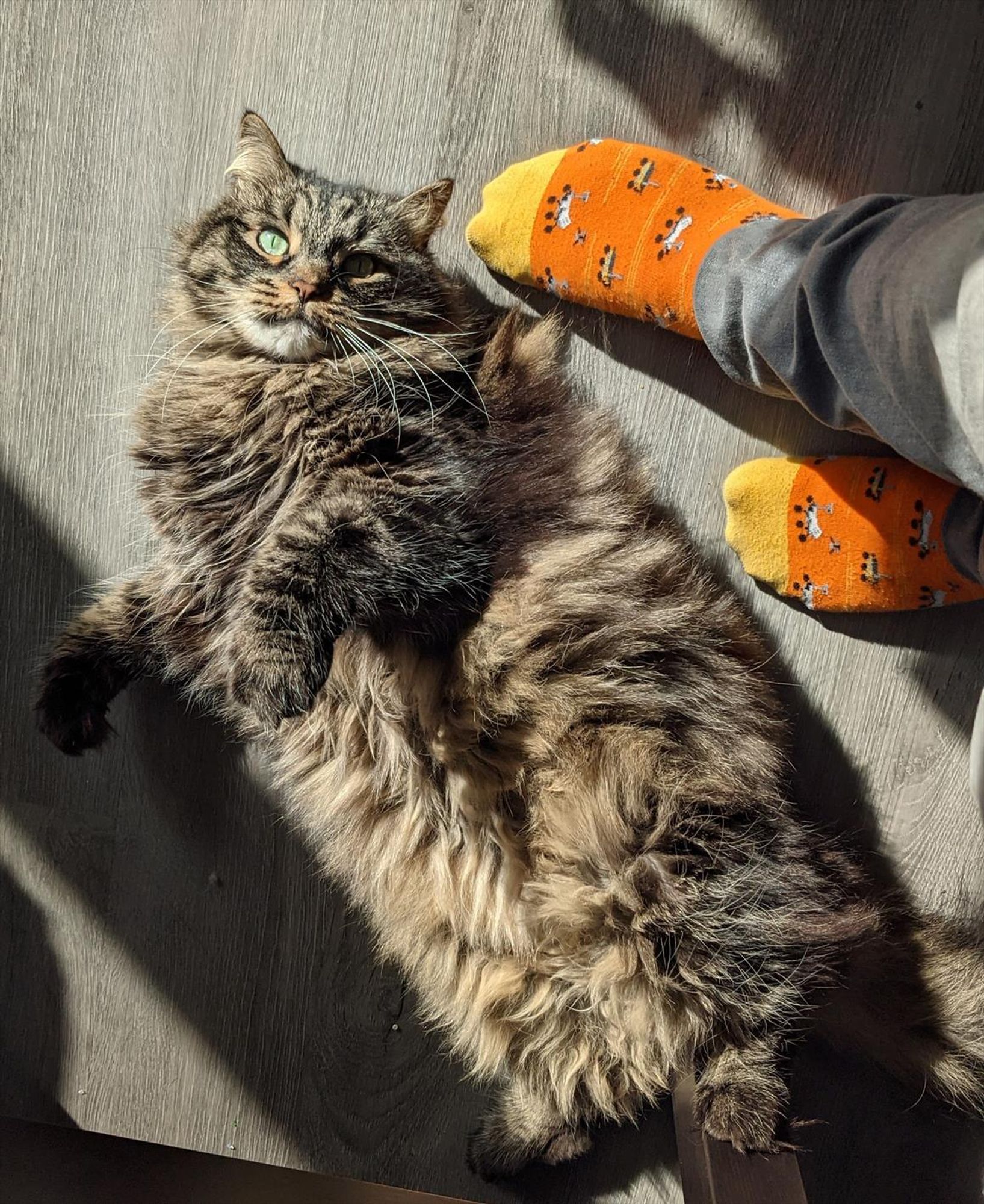 Fluffy cat laying on floor. Rover socks on human feet