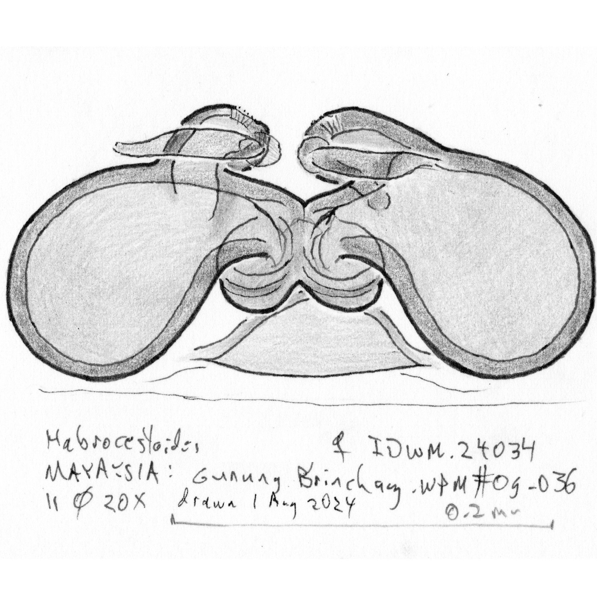 Ink and pencil drawing the female vulva of a species of jumping spider.