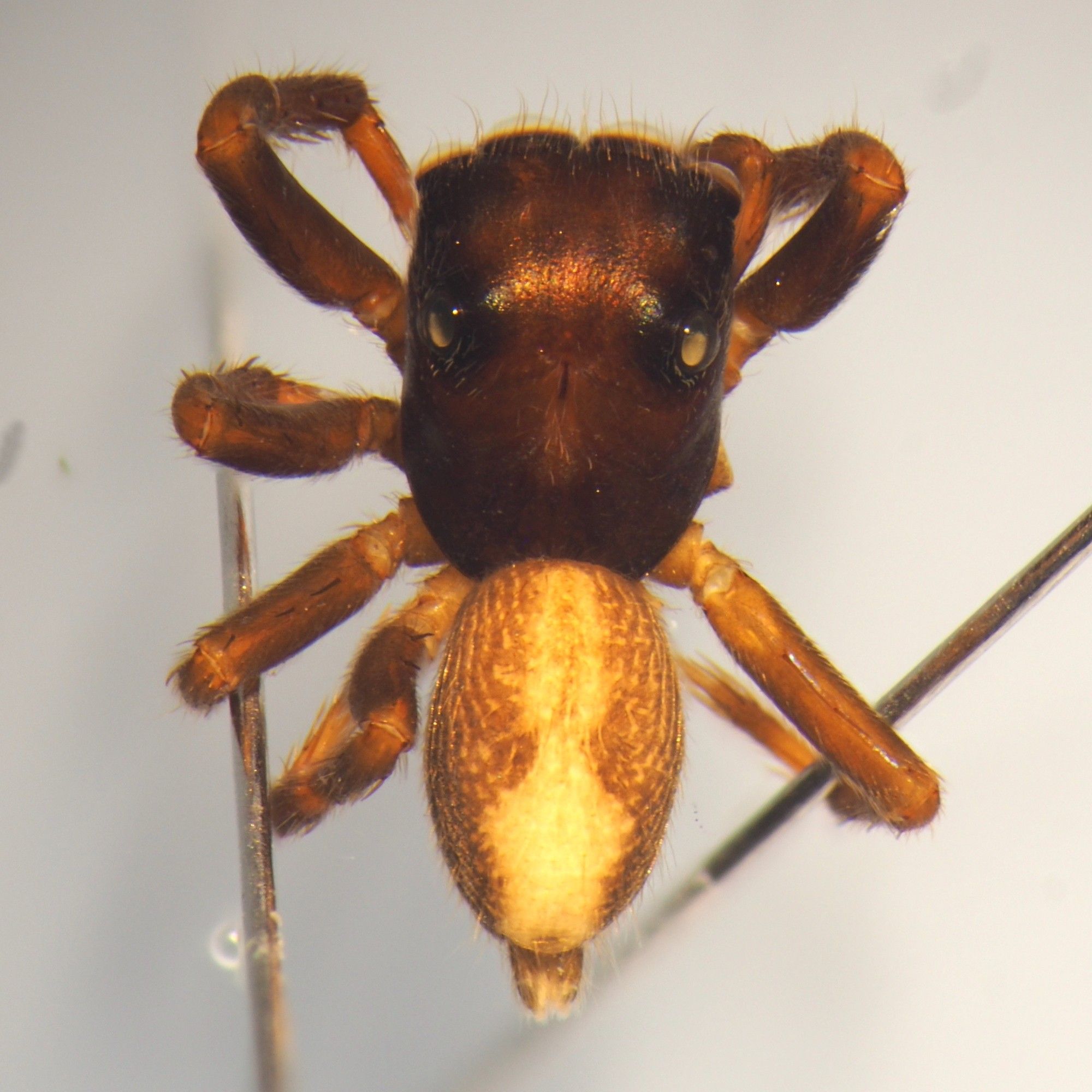 Male jumping spider, preserved in alcohol.