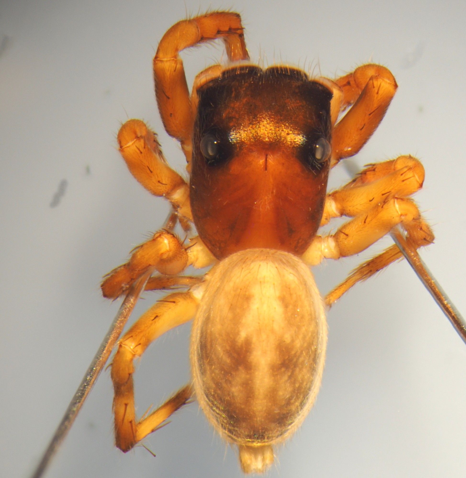 Female jumping spider, preserved in alcohol.