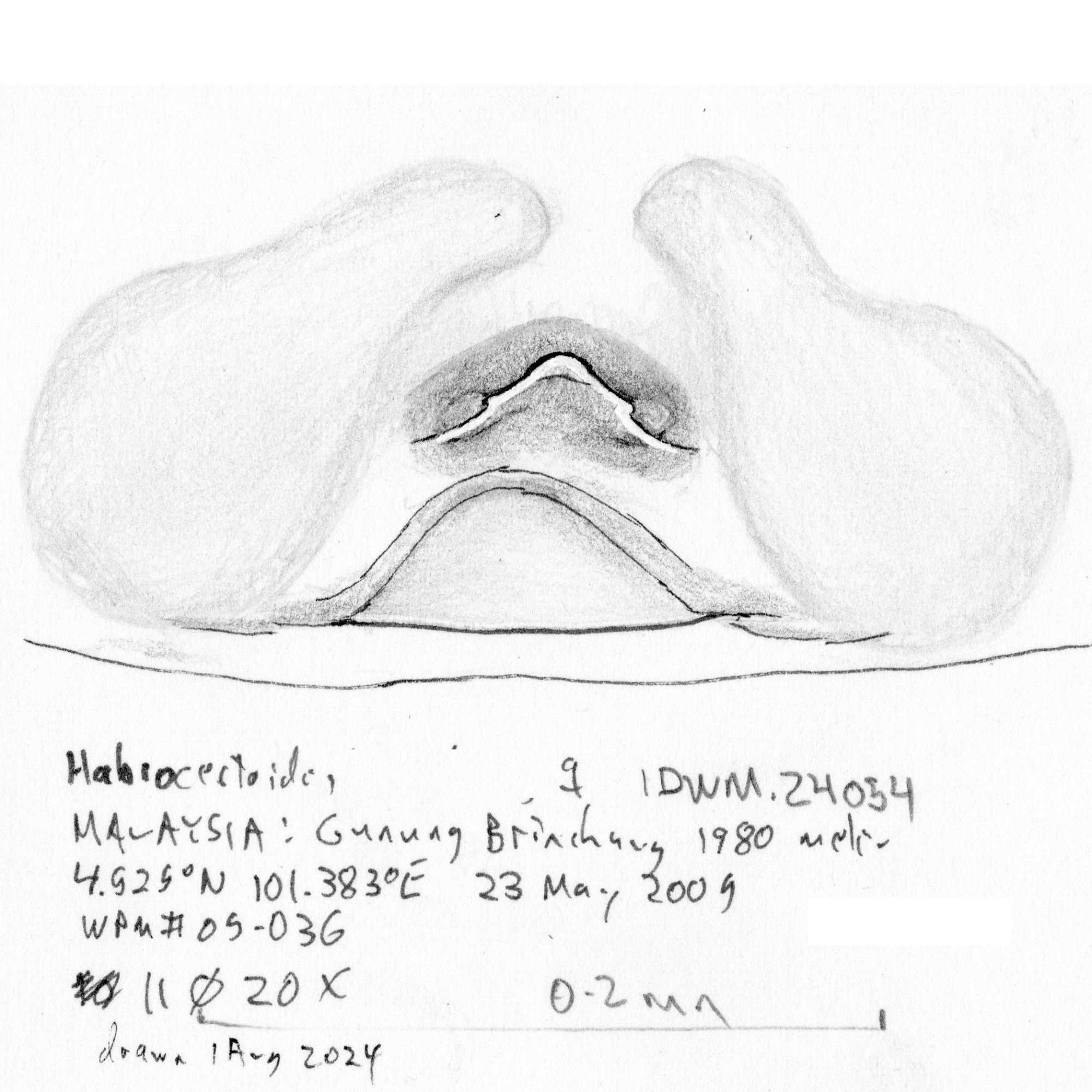 Ink and pencil drawing the female epigyne of a species of jumping spider.