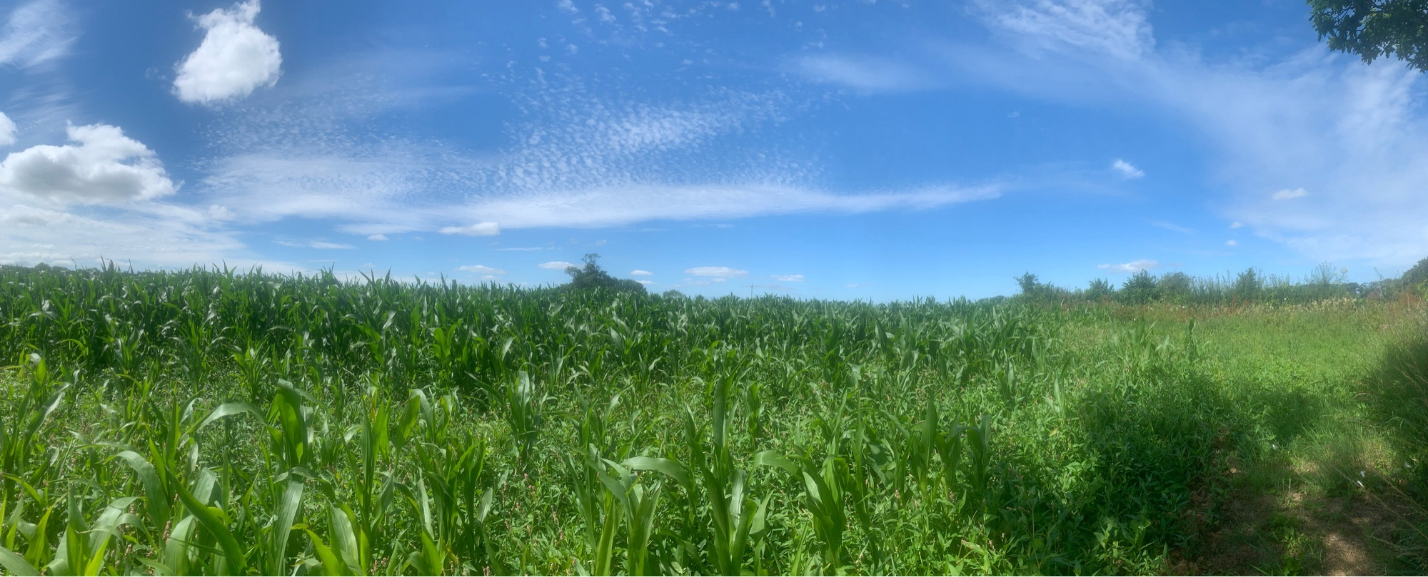 Blue sky with wispy clouds over a field of tall grass