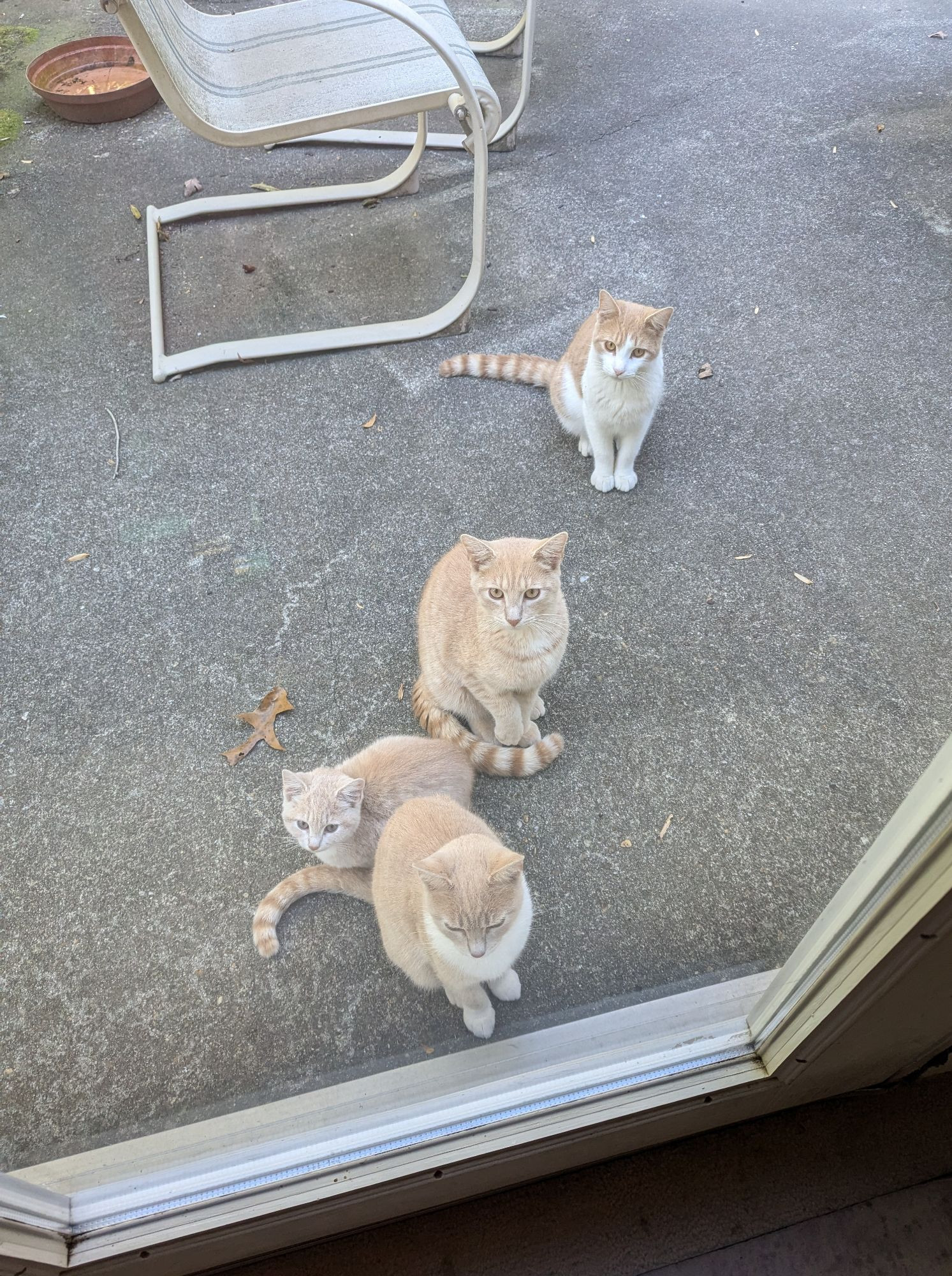 Two yellow cats, a white and orange cat, and one of the yellow kittens outside the back door.