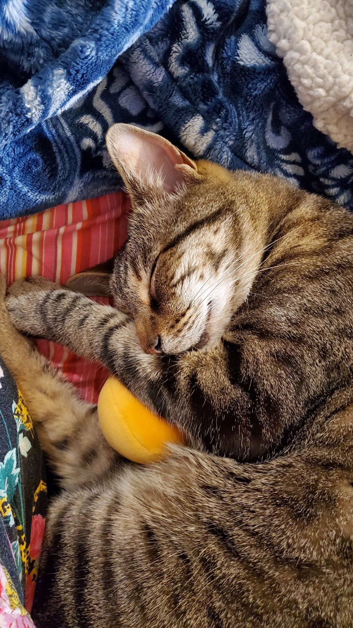 A picture of my tabby cat Gob (short for Goblin) curled up all cozy on a nest of pillows and blankets, completely passed out for an afternoon snooze.