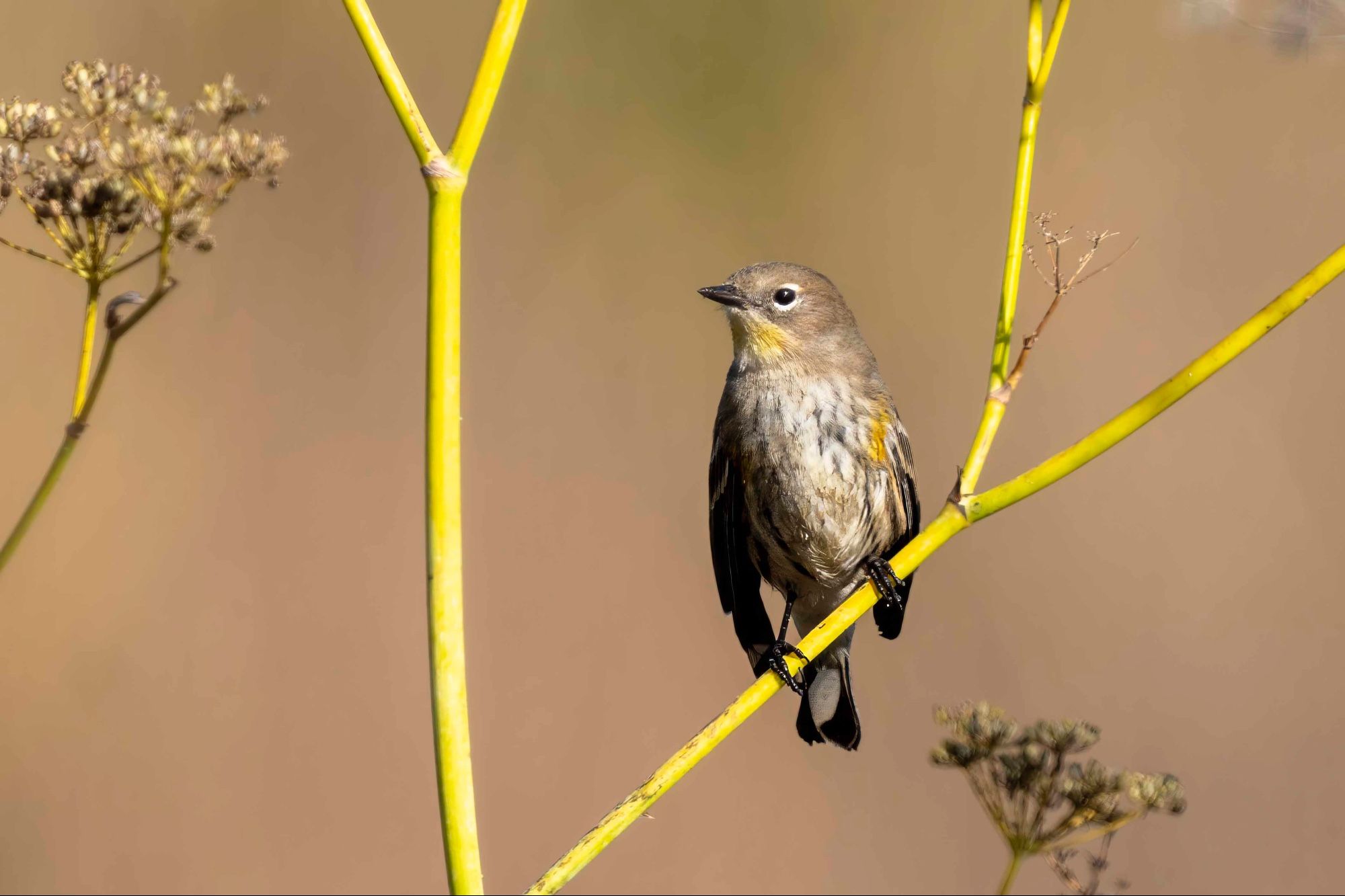 Yellow-rumped Warbler sitting on a tree branch