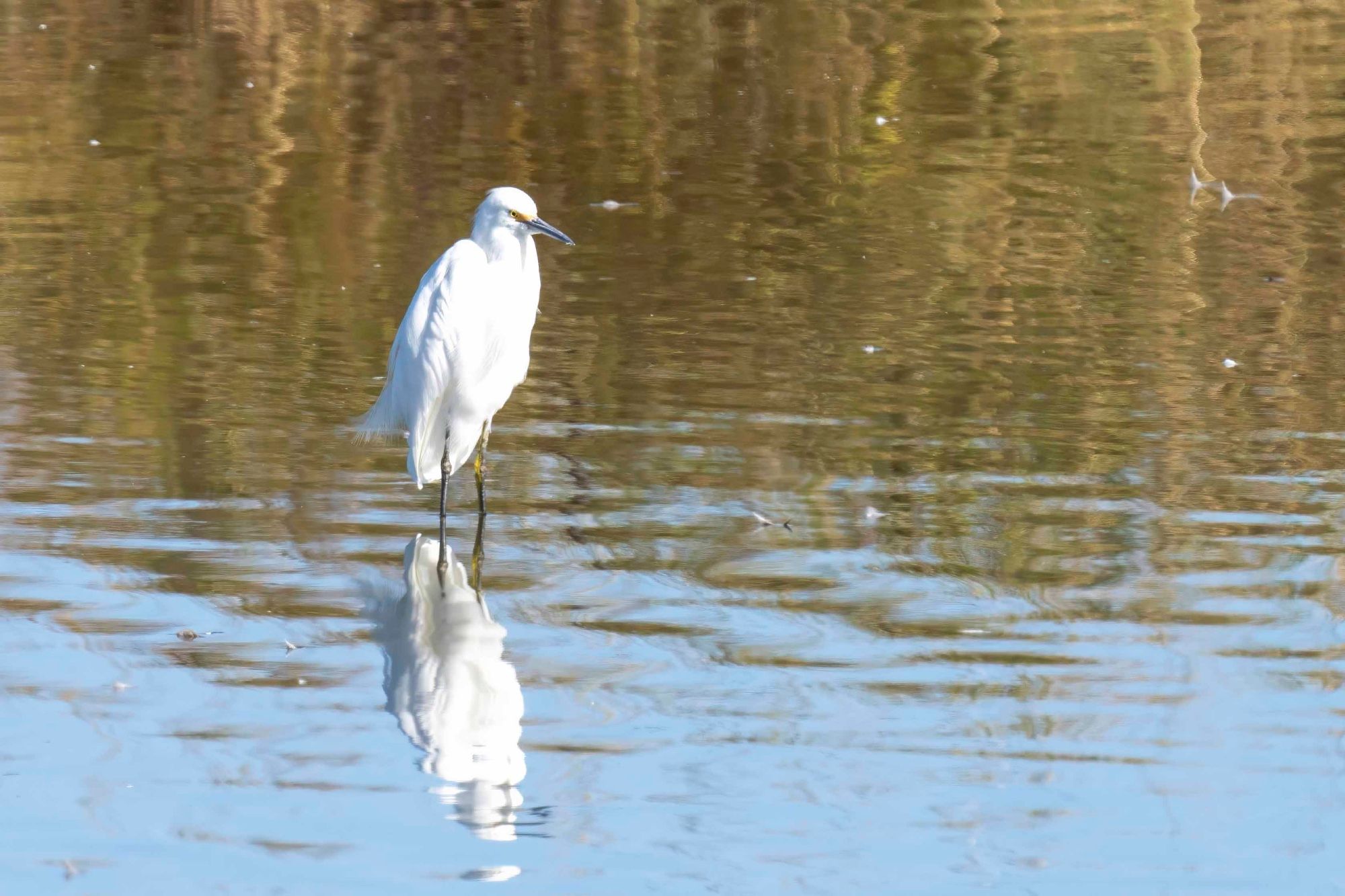 Egret standing the the water