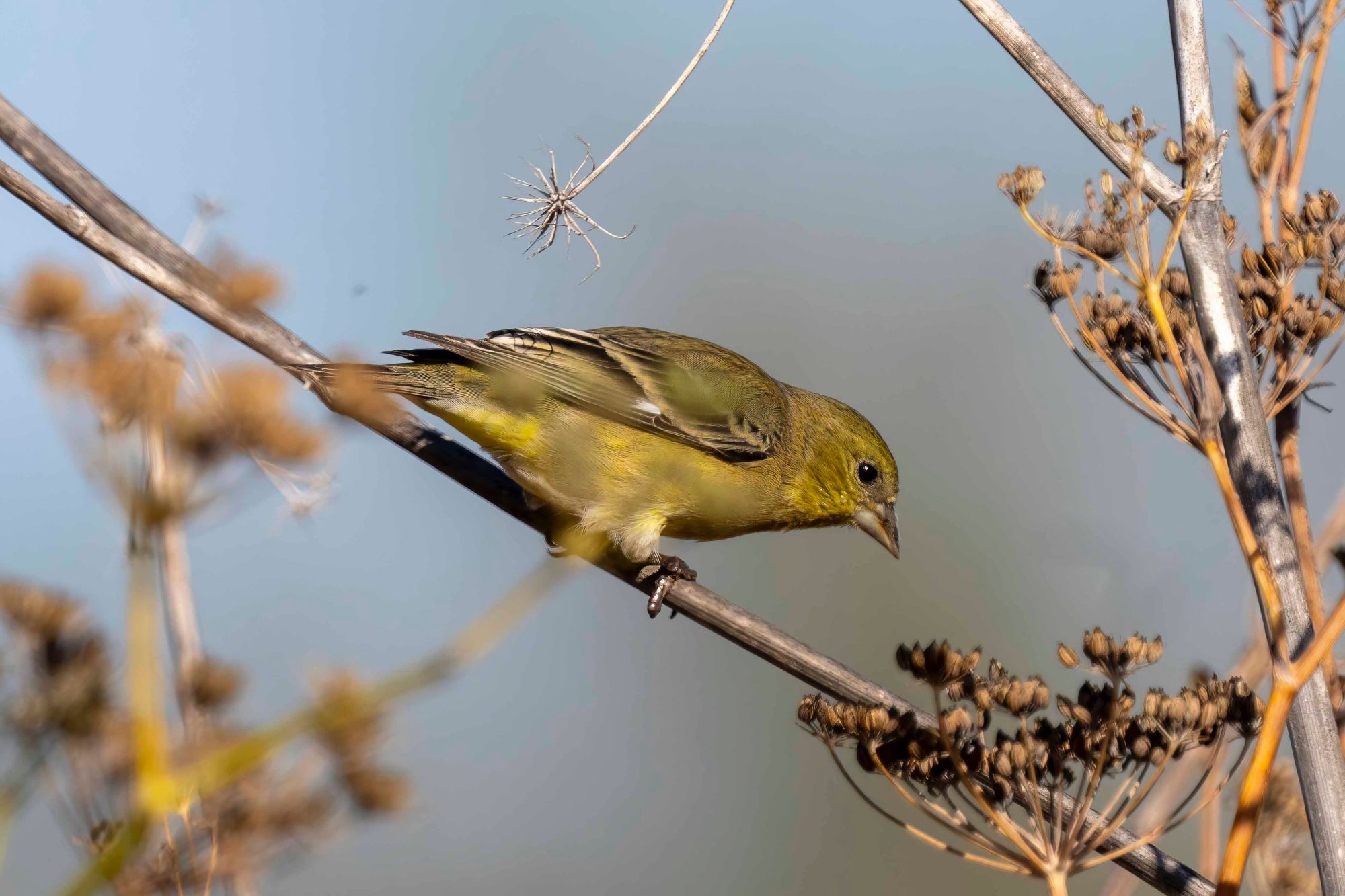 Lesser Goldfinch on a tree branch