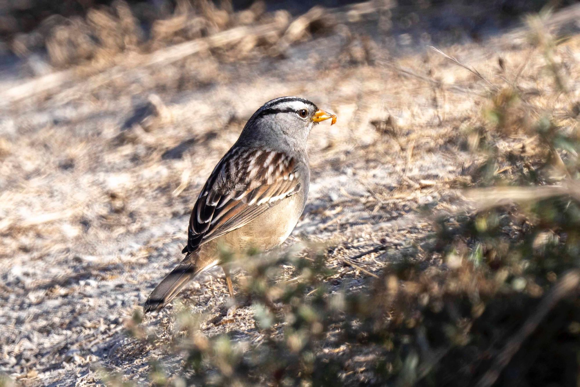 White Crowned Sparrow walking on a path