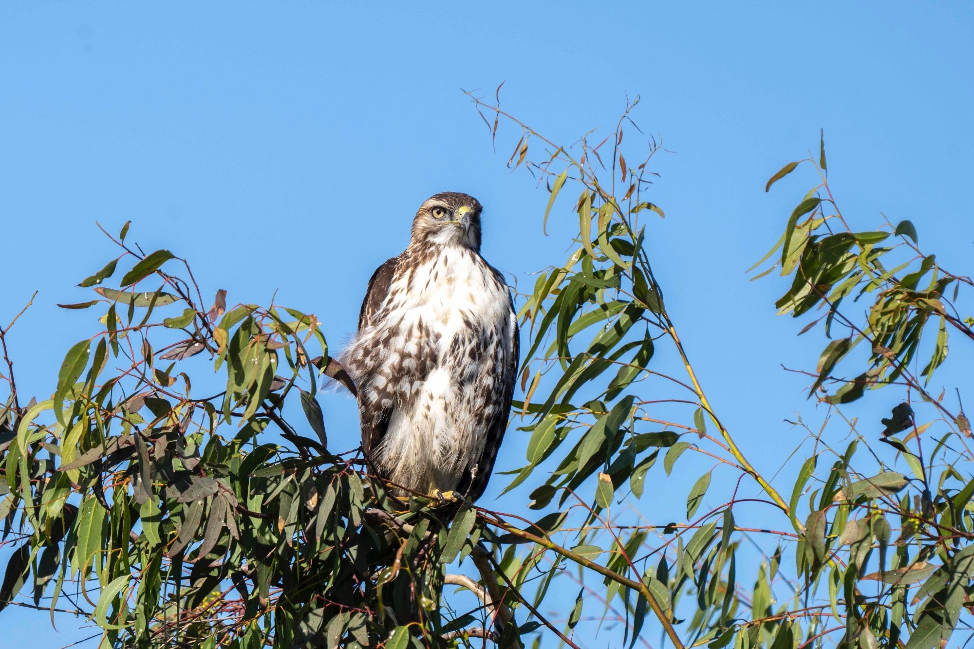 Cooper's hawk at the top of a tree surveying the landscape