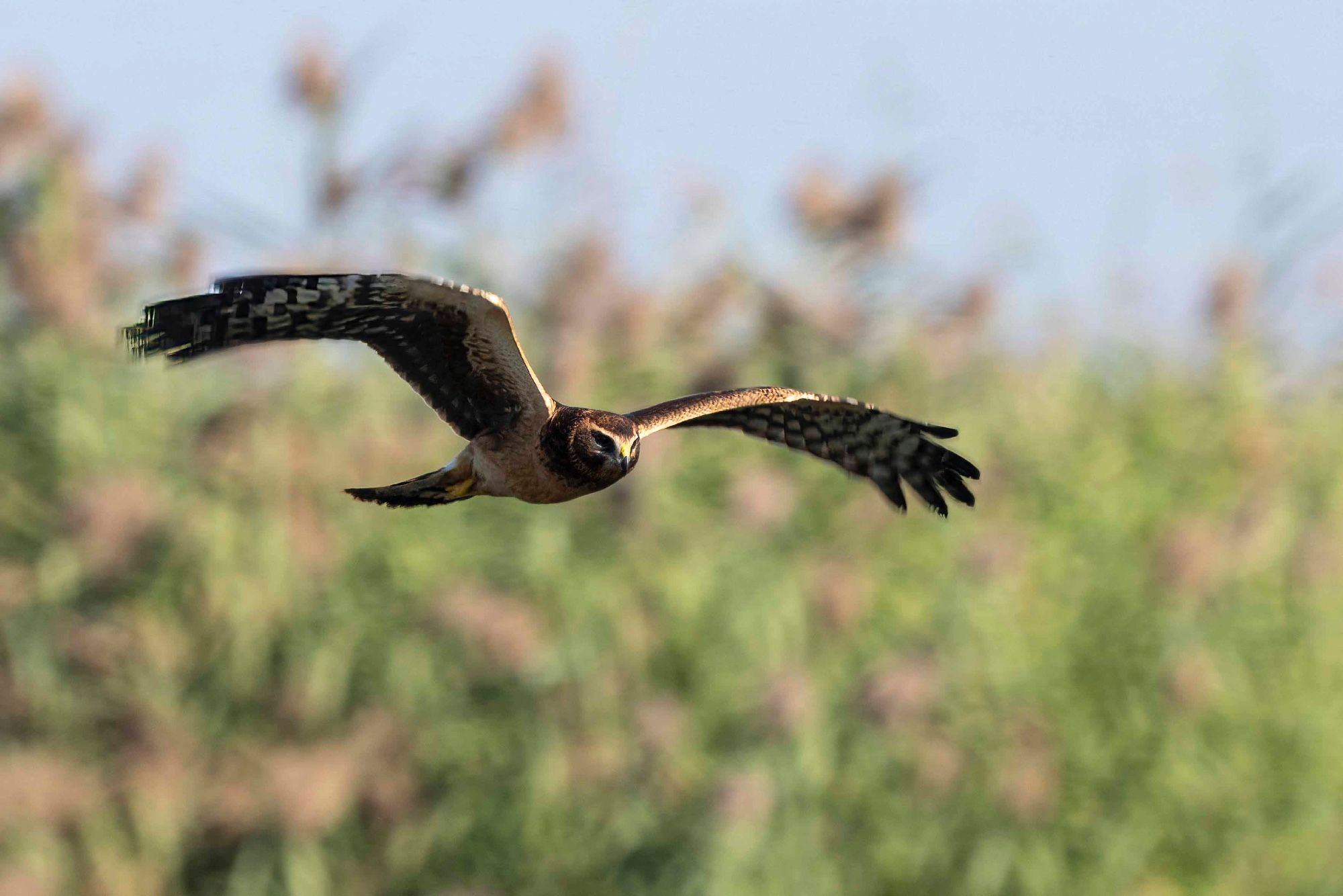 Northern Harrier in flight searching for prey