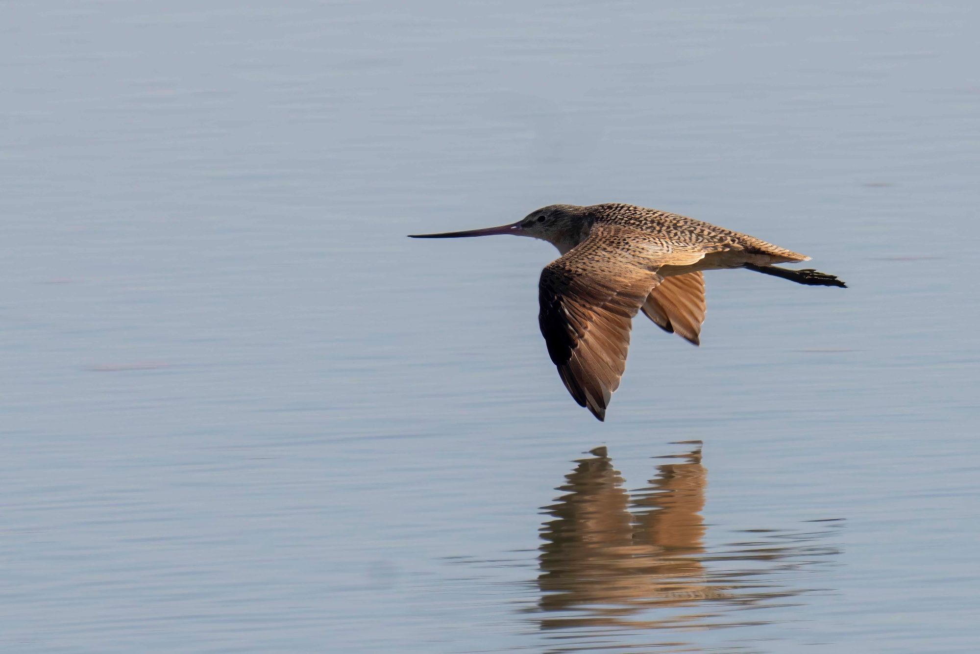 Marbled Godwit flying close but parallel to the water