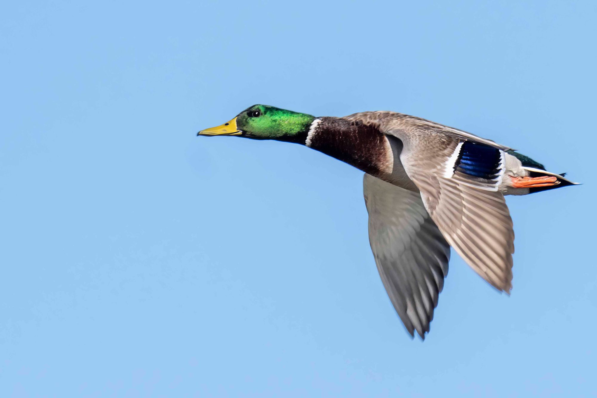 Mallard in flight