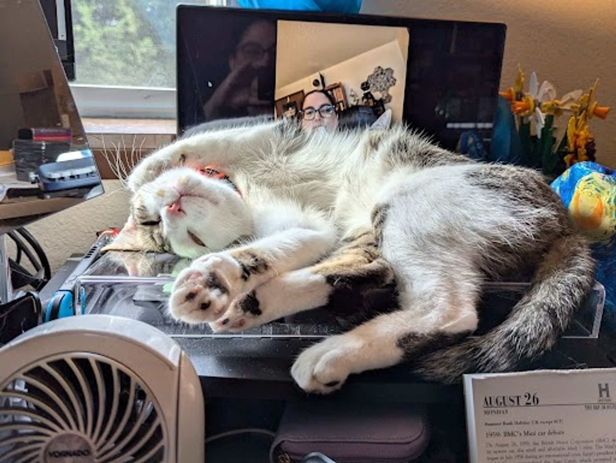 A white and brown tabby cat flopped on a laptop keyboard, belly up in the sun, showing off his brown and pink toebeans.