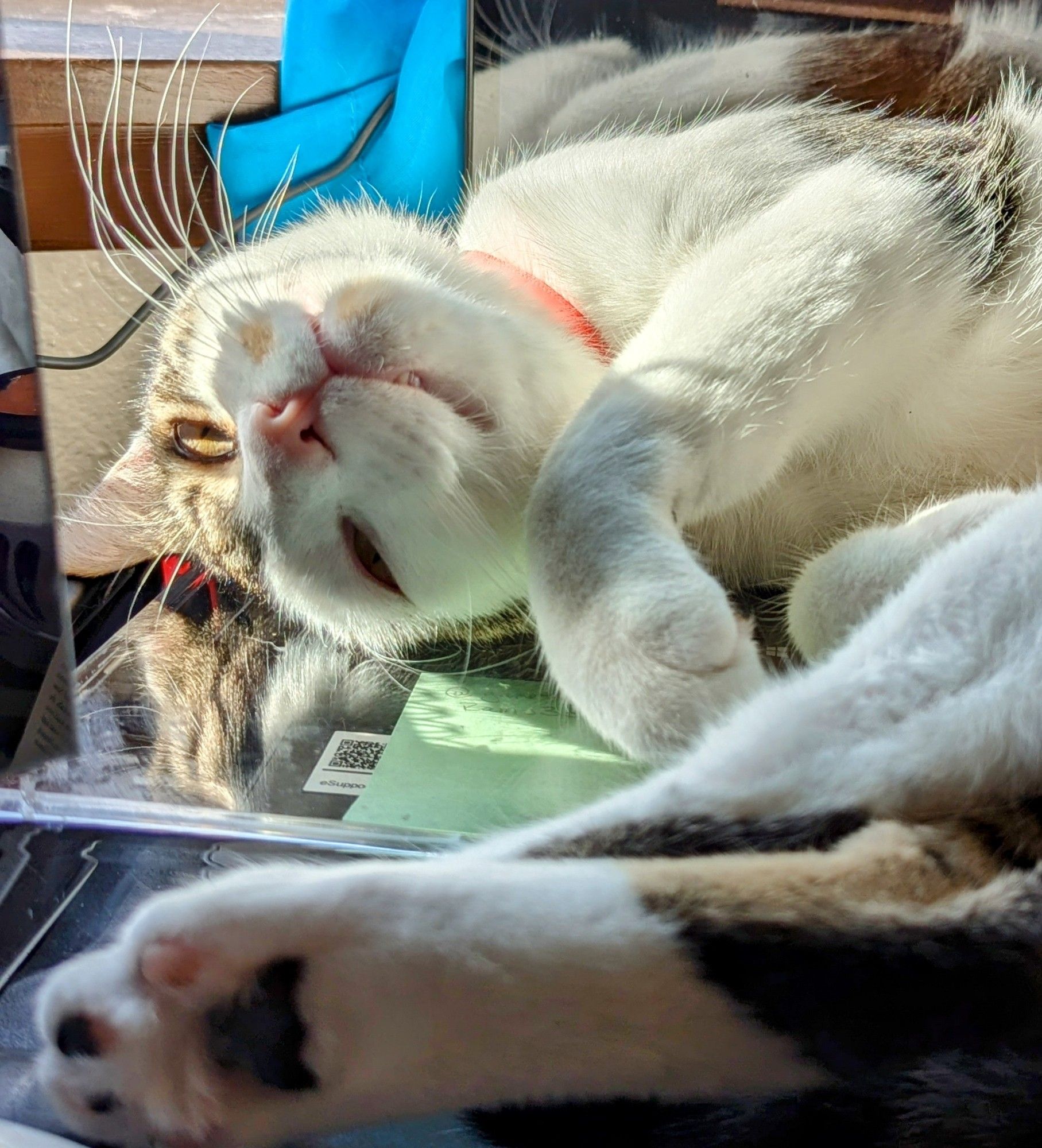 A white and brown tabby cat, his head flipped upside down, with his back paw with brown and pink toe pads visible