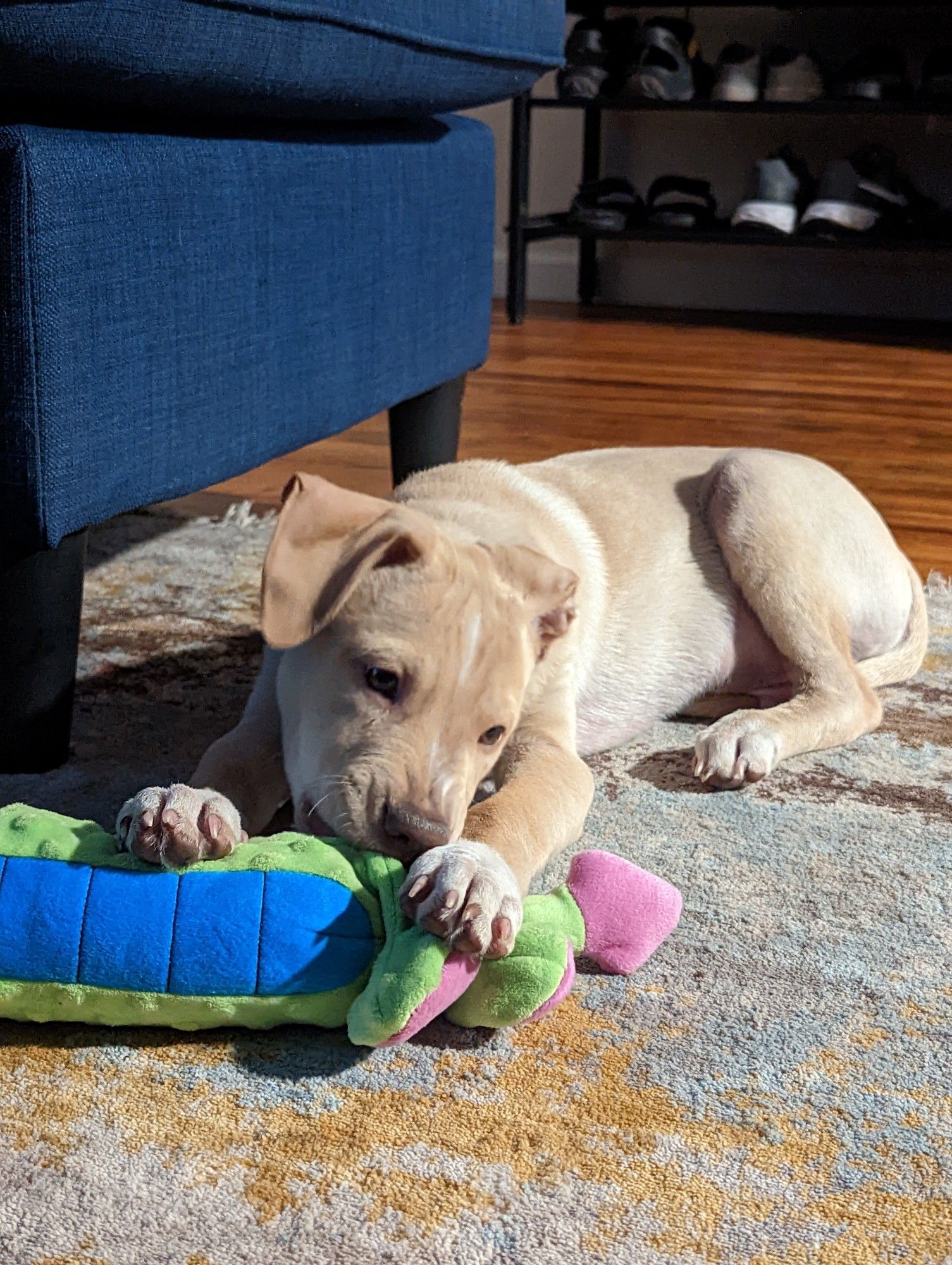 Comet the little blond dog as a puppy. Laying on the floor and chewing his green dragon toy. Said toy has long since been destroyed.