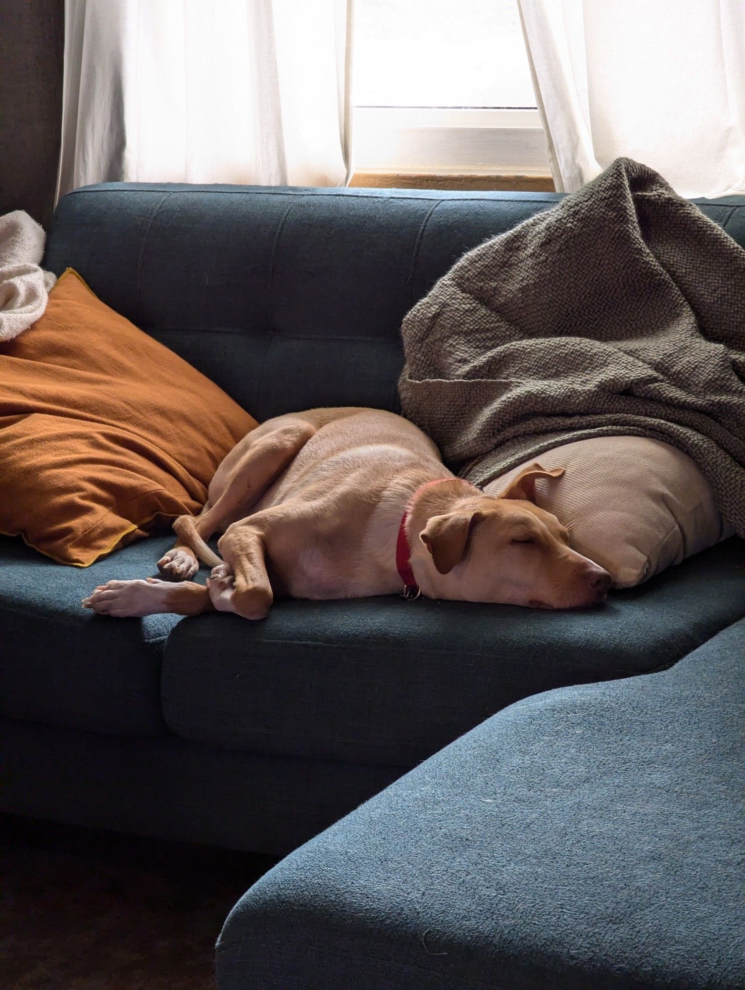 Comet, the little blonde baby dog, has stolen my spot on the couch. Couch is blue, dog surrounded by cozy pillows and blankets