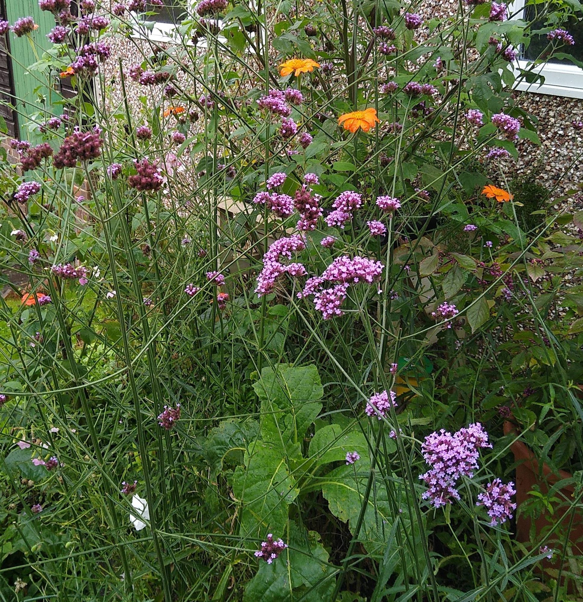 Verbena bonariensis, Tithonia, Nicotiana mutabilis growing together