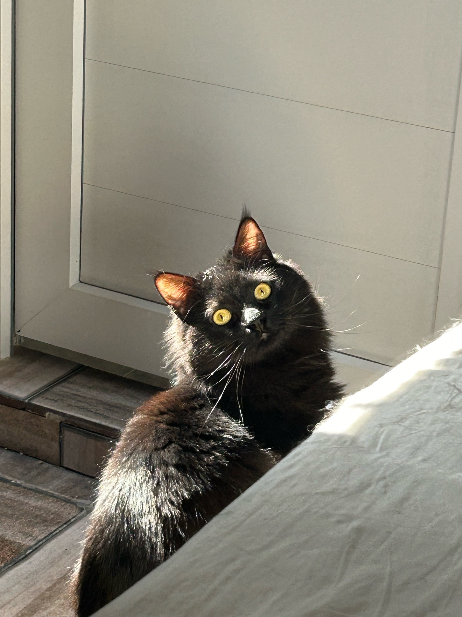 Black fluffy cat looking behind as the sun hits it