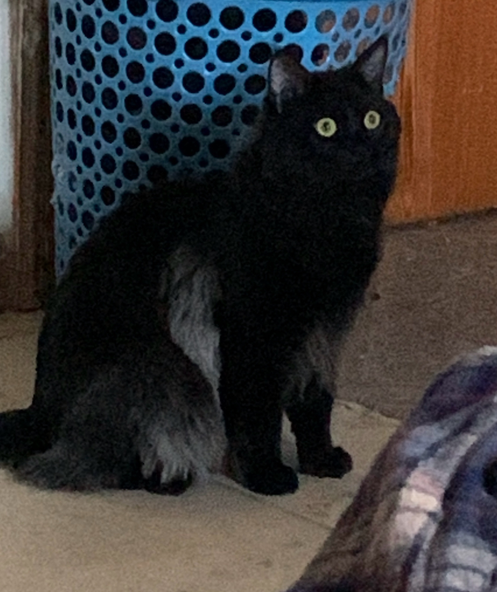 Wide eyed black cat sitting on the floor looking in the distance 