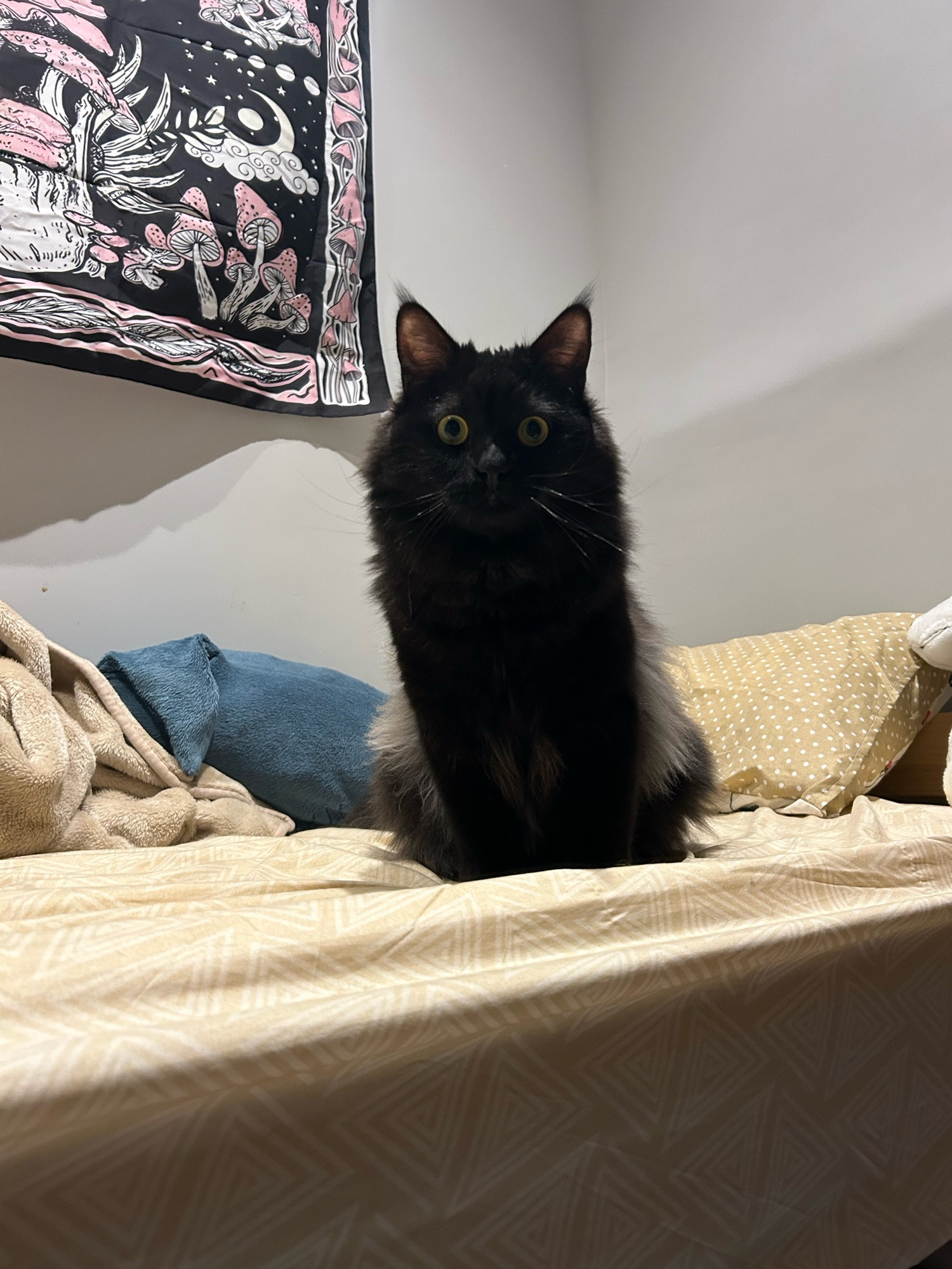 Black cat sitting on a bed looking directly at the camera 