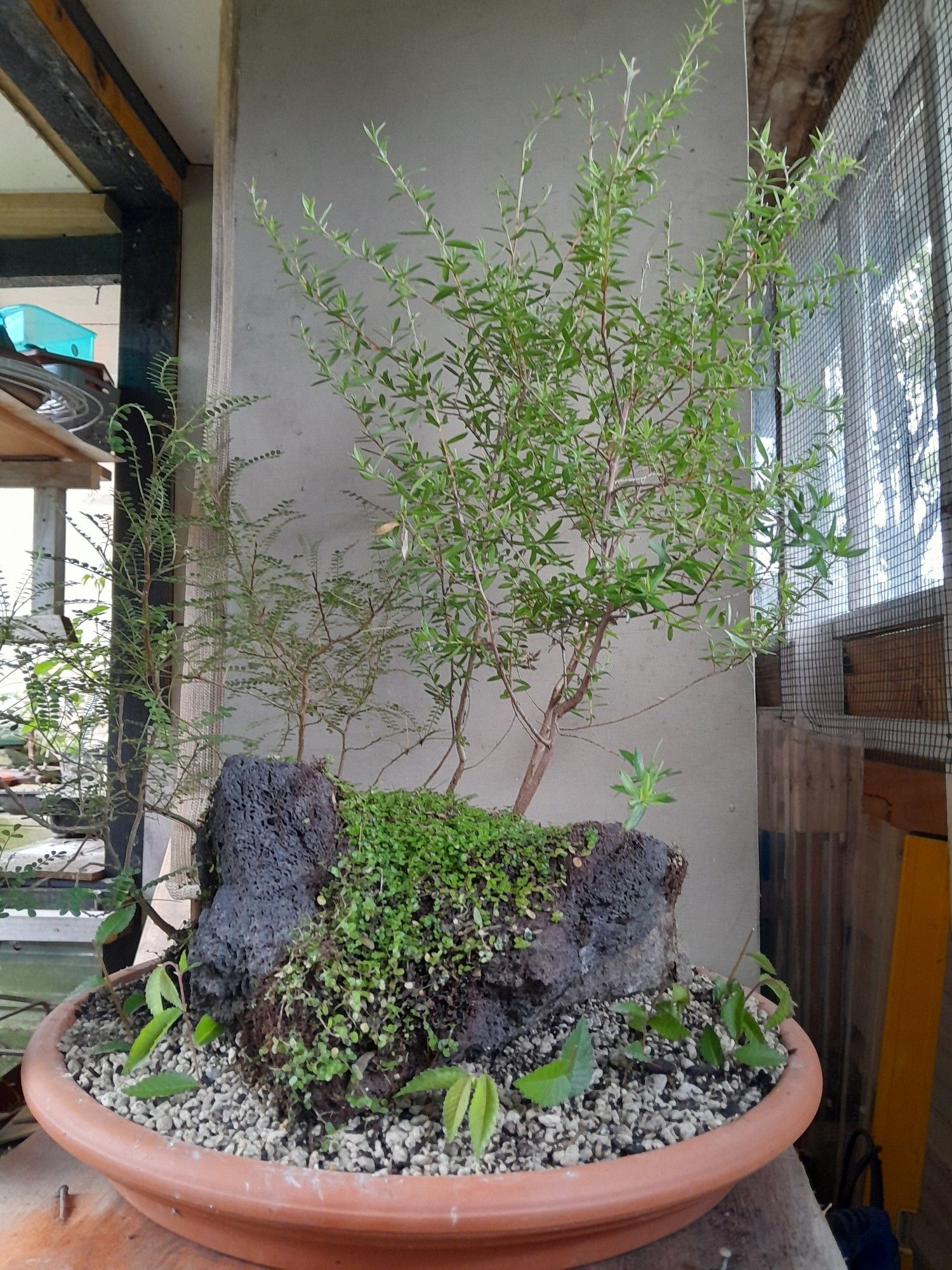 3 x Mānuka trees on a lava rock. Kōwhai on the  left rear.
Some Chinese elm cuttings are on the front. All of is in a terracotta saucer. This is looking from the possible front.