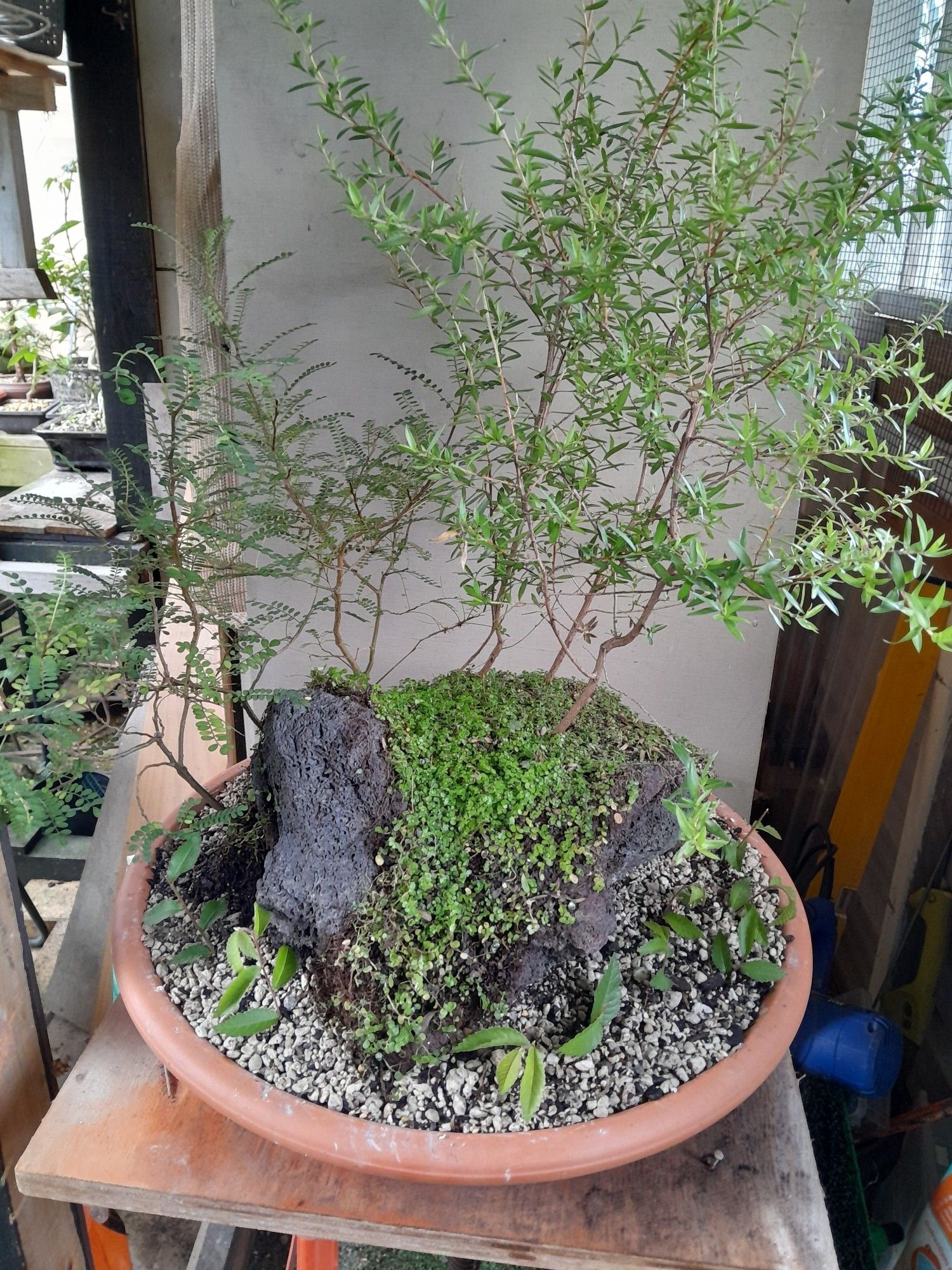 3 x Mānuka trees on a lava rock. Kōwhai on the  left rear.
Some Chinese elm cuttings are on the front. All of is in a terracotta saucer. This is looking from the top.