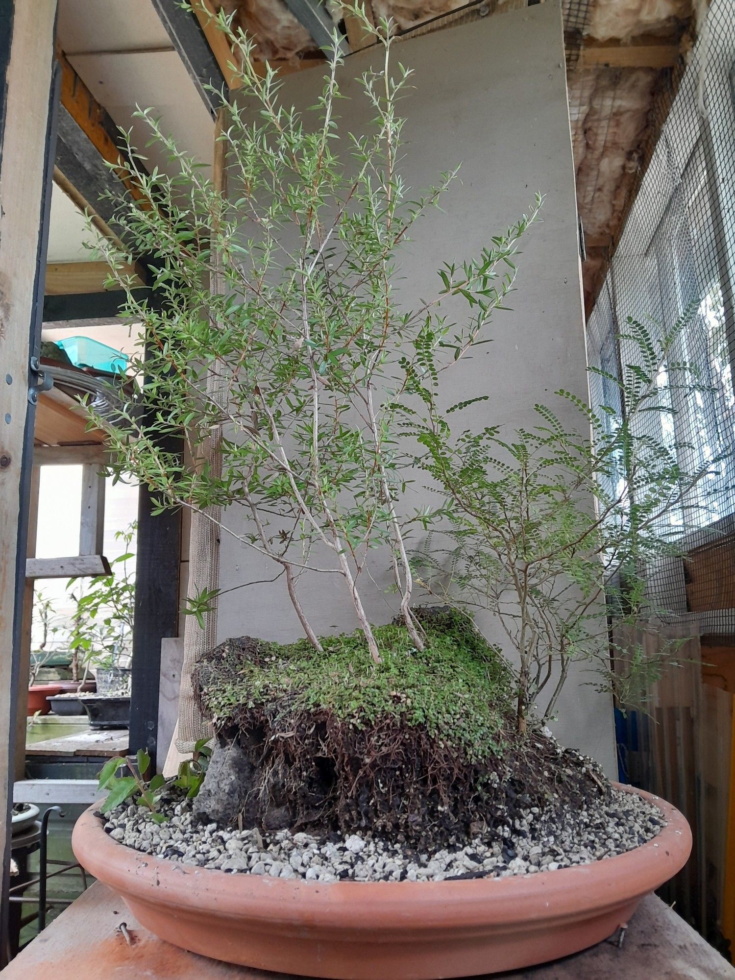 3 x Mānuka trees on a lava rock. Kōwhai on the right rear.
Some Chinese elm cuttings are on thr bottom left. All of is in a terracotta saucer. This is looking from the back.