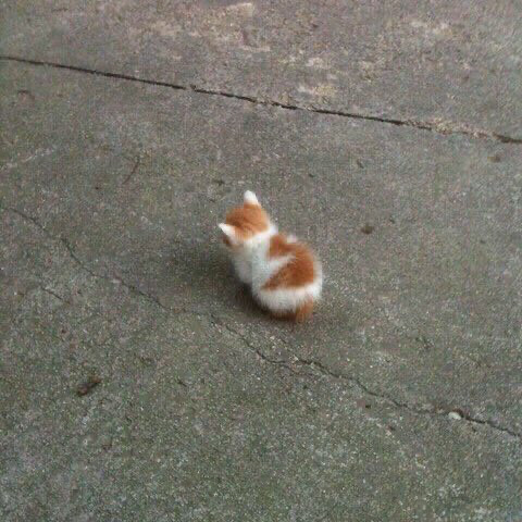 Angy cat meme. A white and orange cat looking away from camera on concrete 