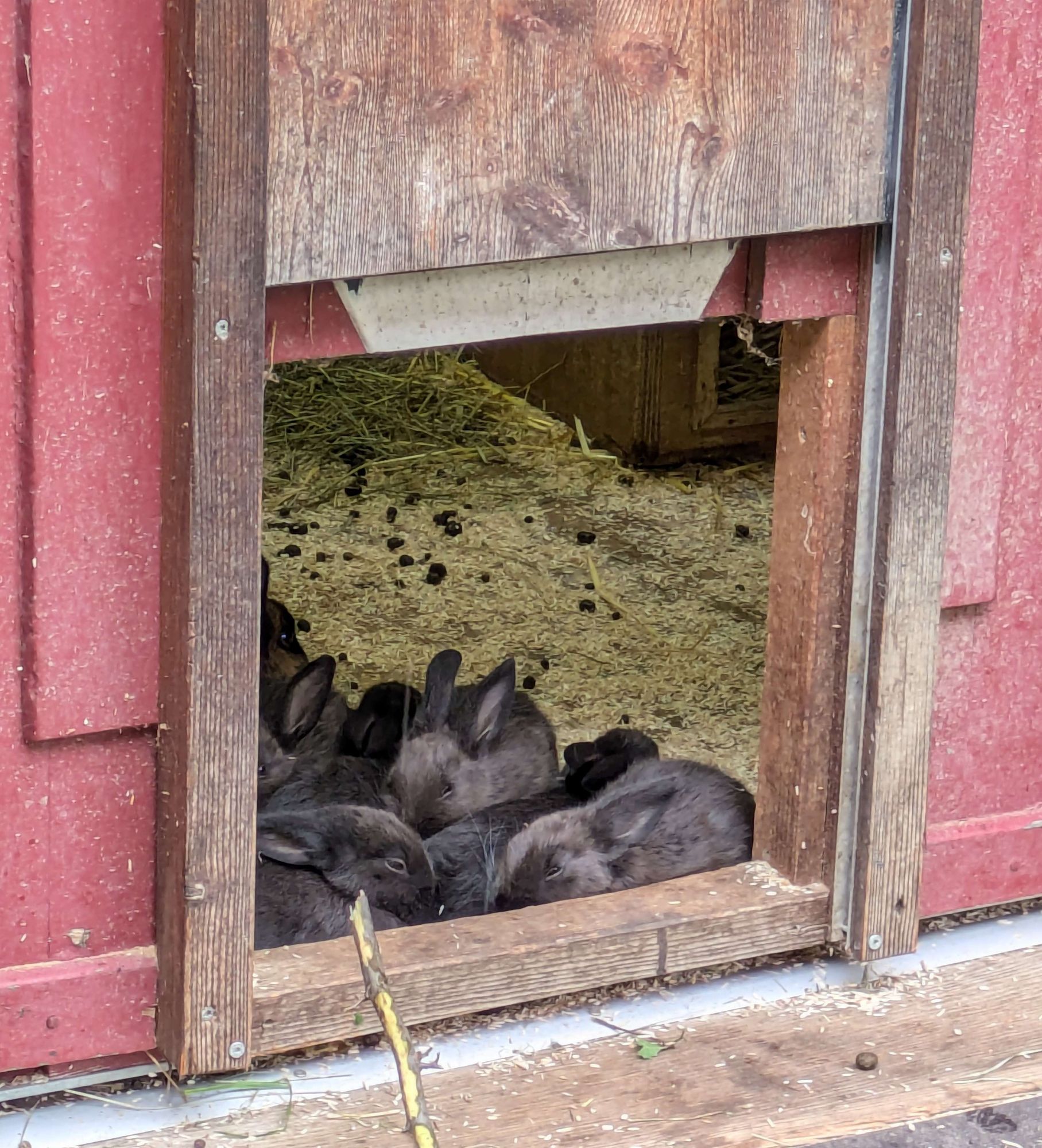 Marderkaninchen mit Jungtieren