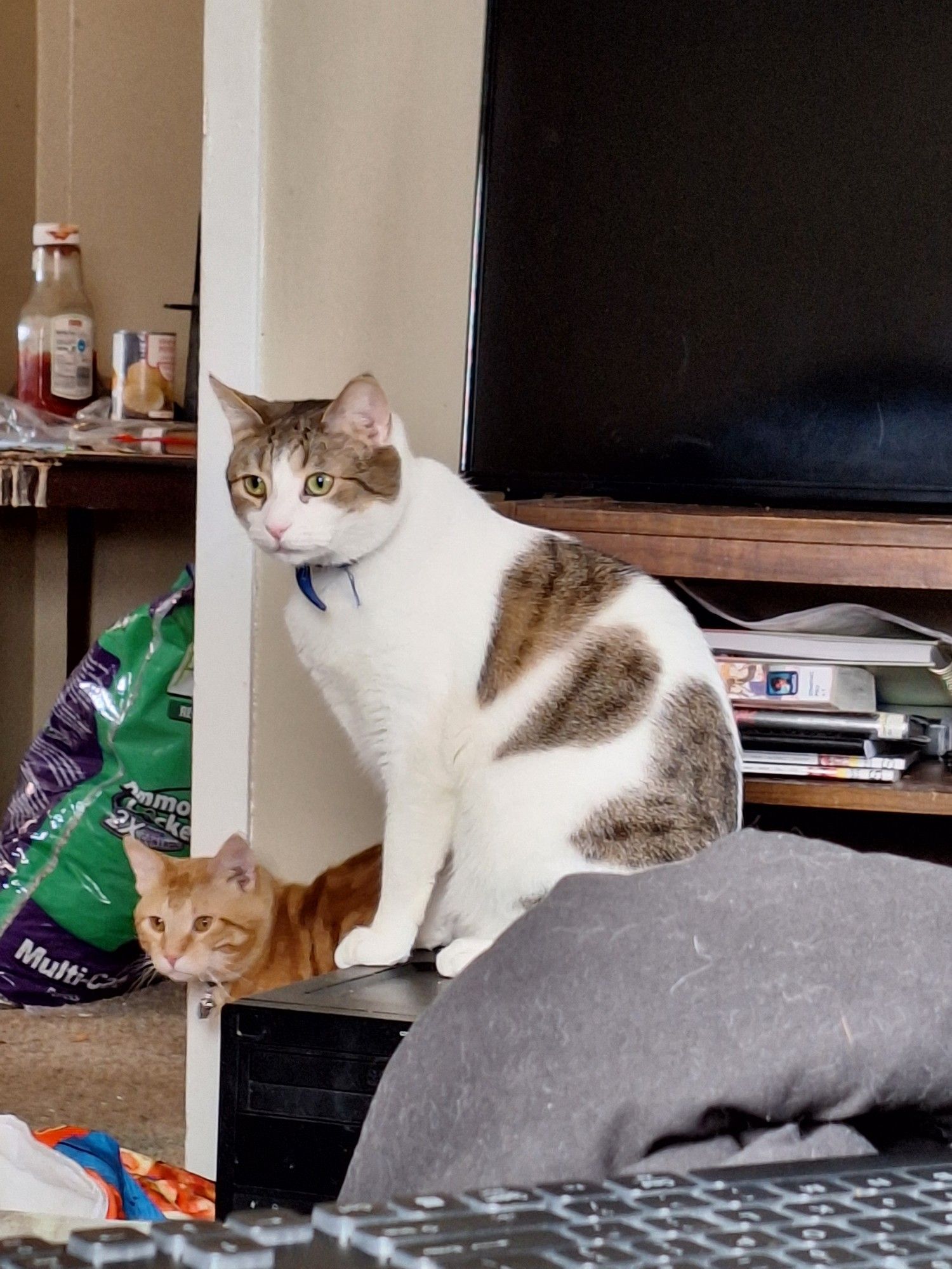 A tabby and white cat sits on a computer console, staring into the void. An orange cat sits beside him on the ground and stares into the void with him. 