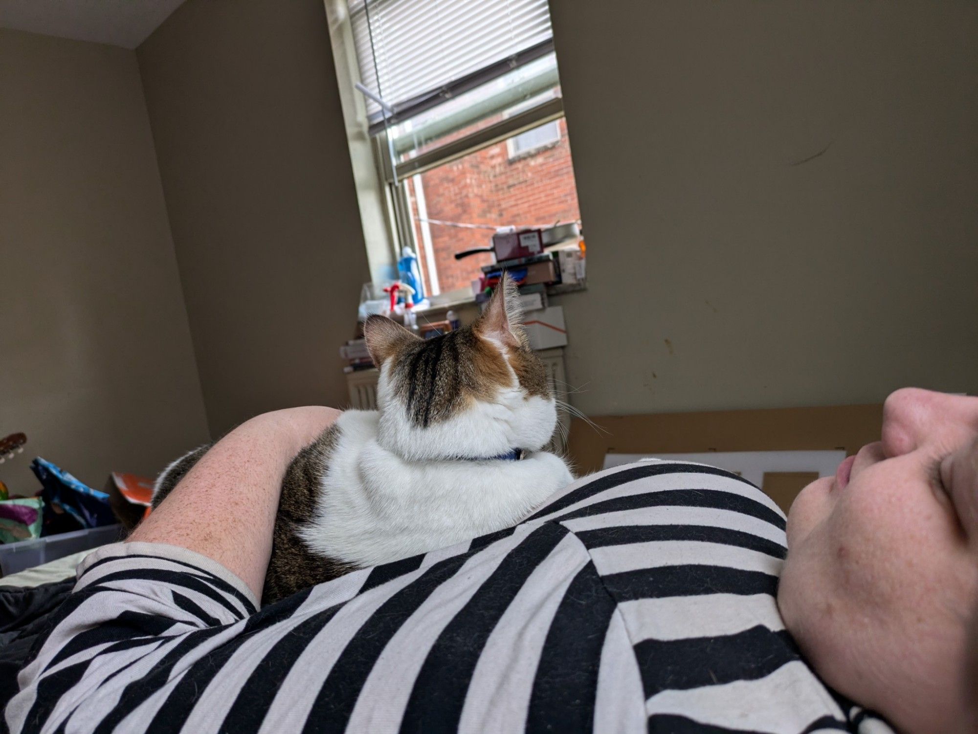 A tabby and white cat cuddles on the stomach/chest of a masc person