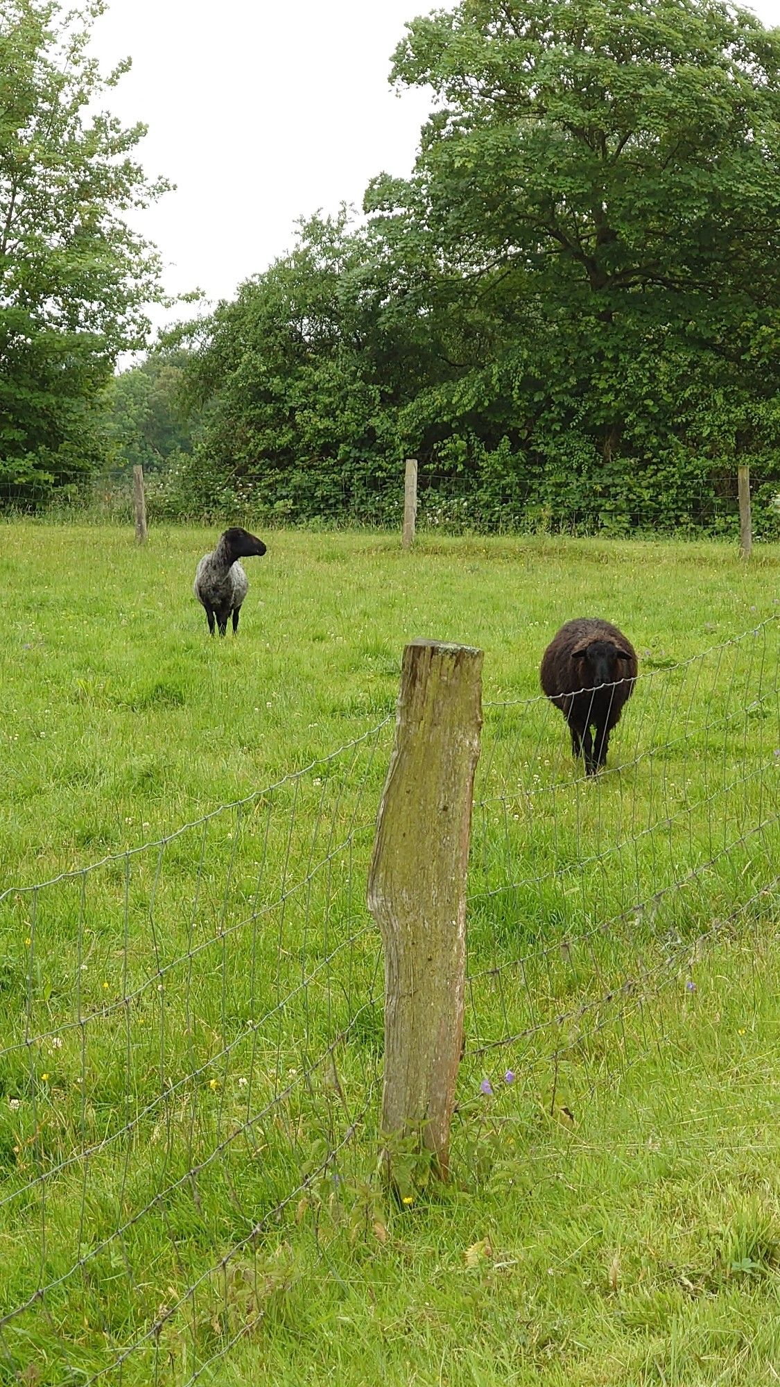 Zwei Schafe auf einer Wiese