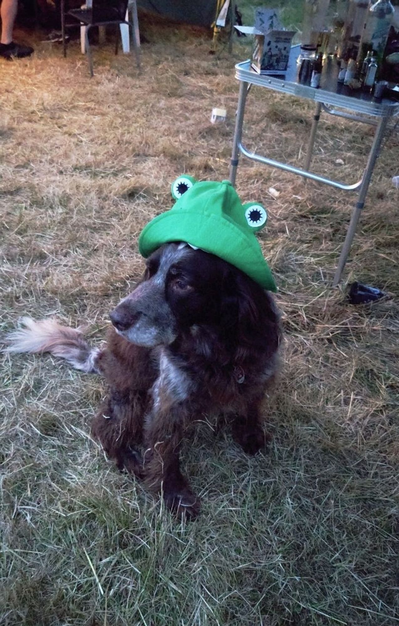 Der Hofhund trägt meinen Froschhut