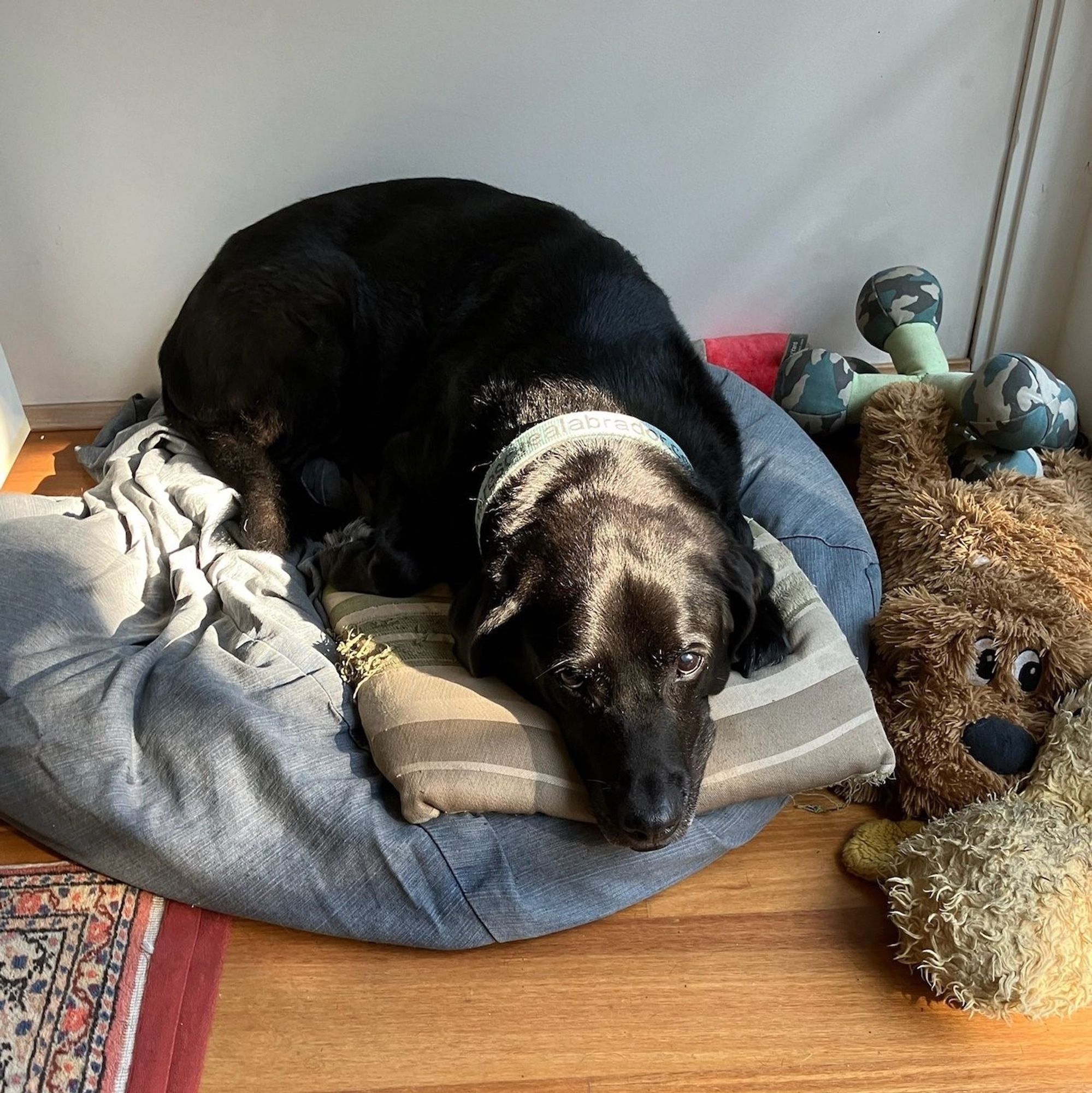 Jet looking "guilty" on his bed, with his head resting on a cushion that had been beneath the upended sofa base.