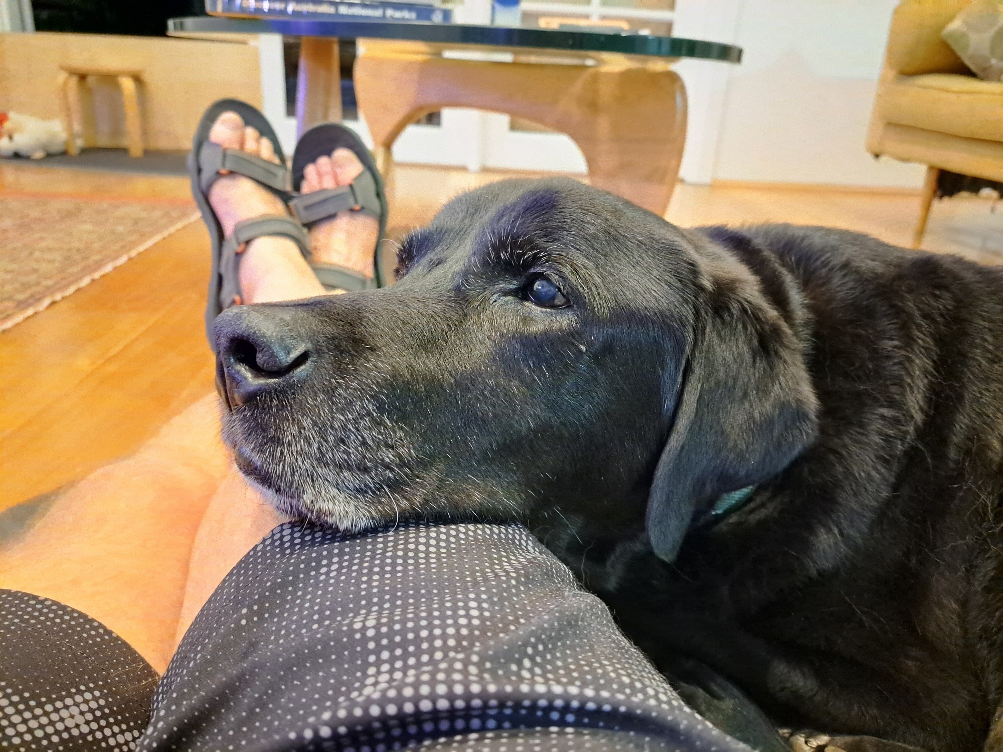 A photo of my black lab Jet with his head resting on my leg.