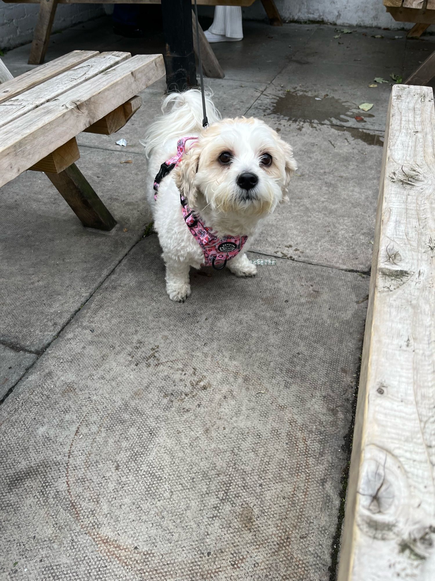 A little white curly dog called Cara