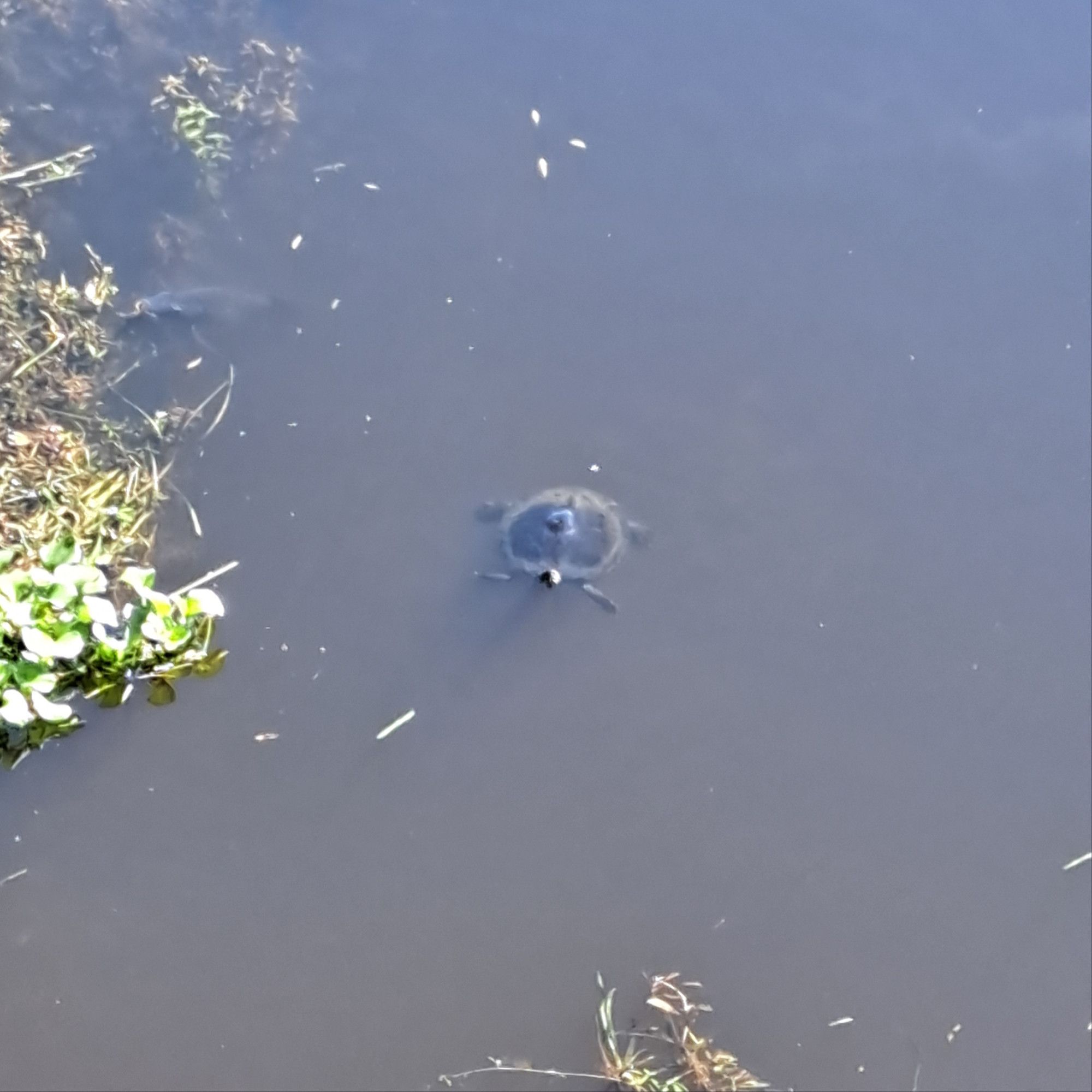 A black turtle is swimming in brackish river water with floating grass and leaves nearby.