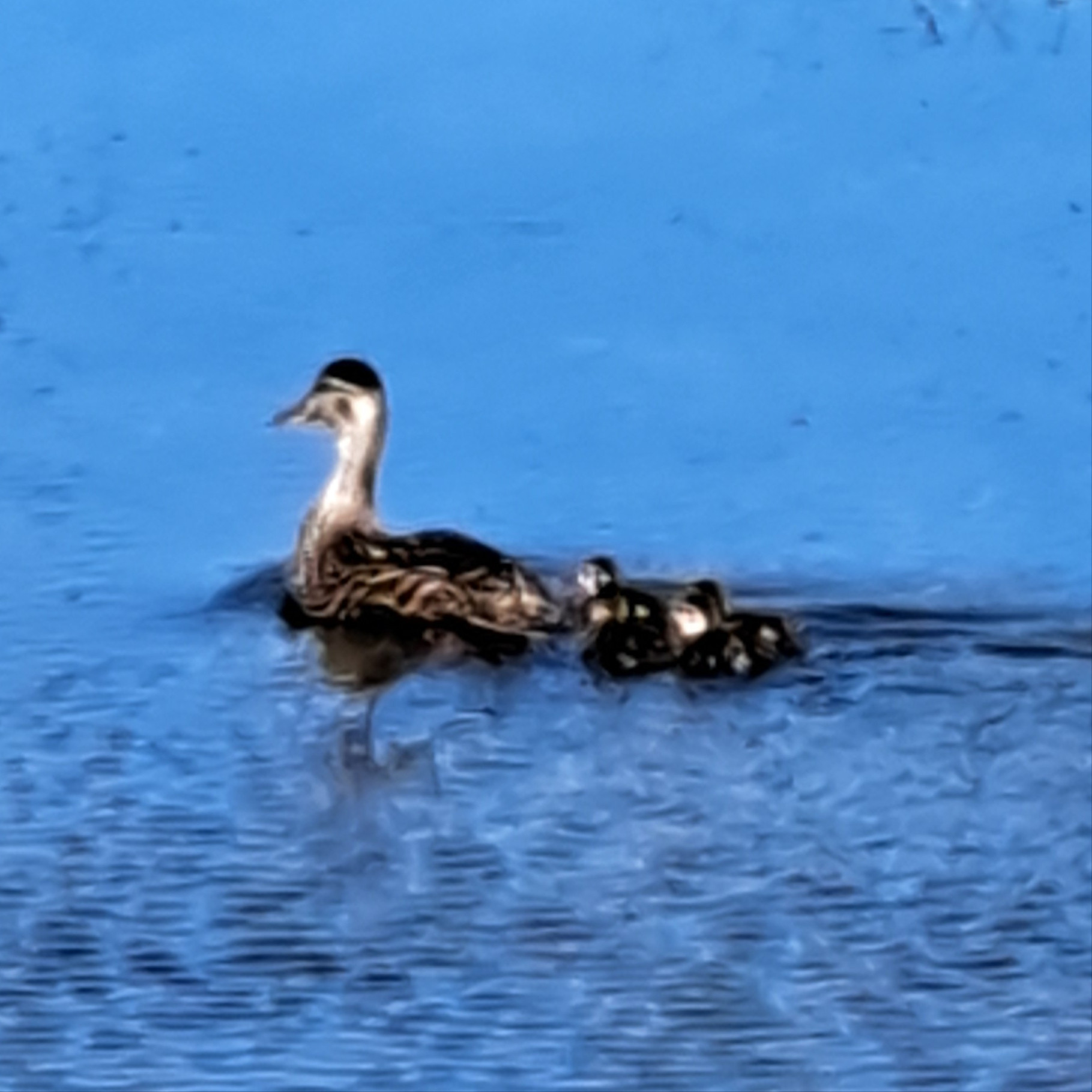 A mother duck swims along a pond followed by four ducklings.