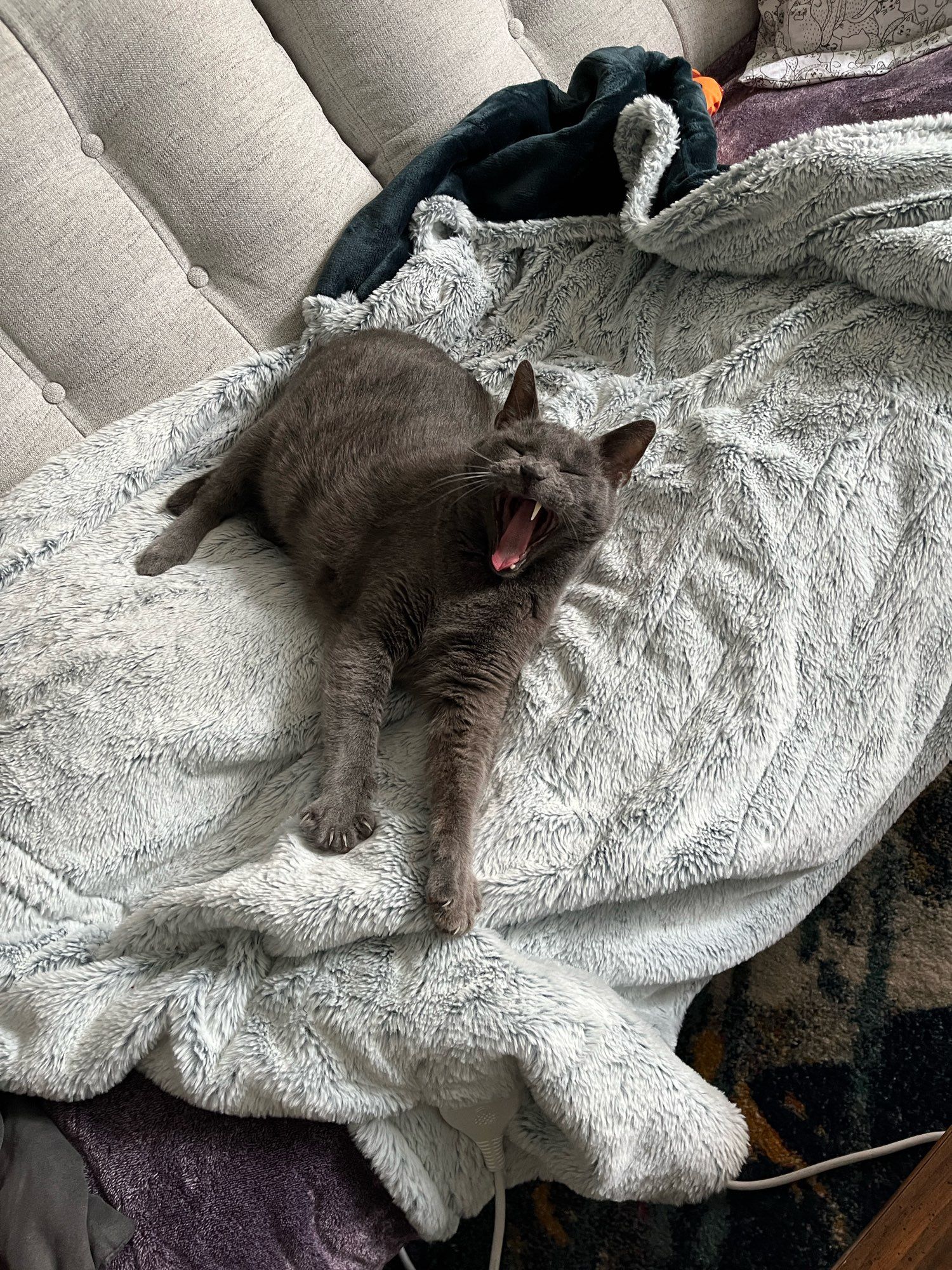 Gray cat yawning after another successful incursion into the forbidden cronchies