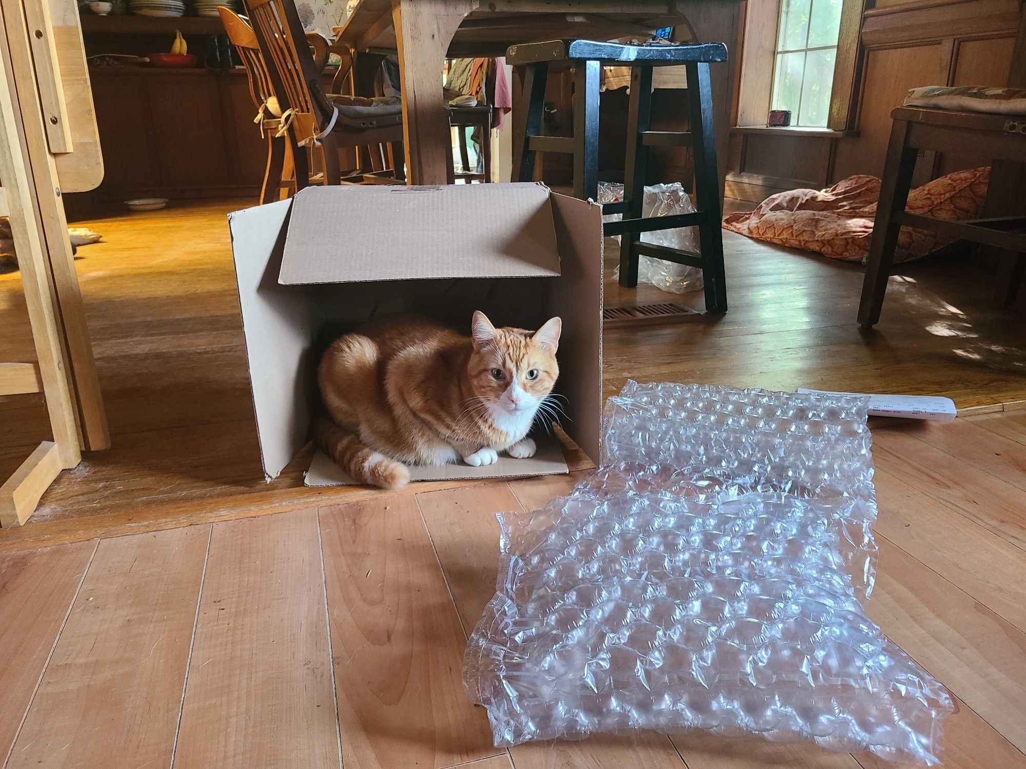 An orange cat crouches in a cardboard box he has just emptied of bubble wrap and paperwork