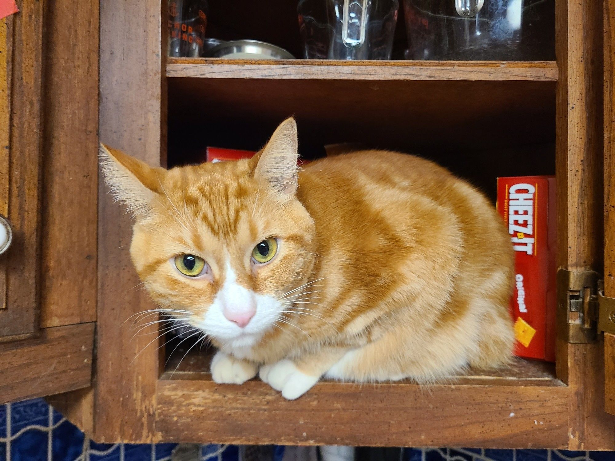 Orange cat perched in a open cupboard with a Cheez-it box