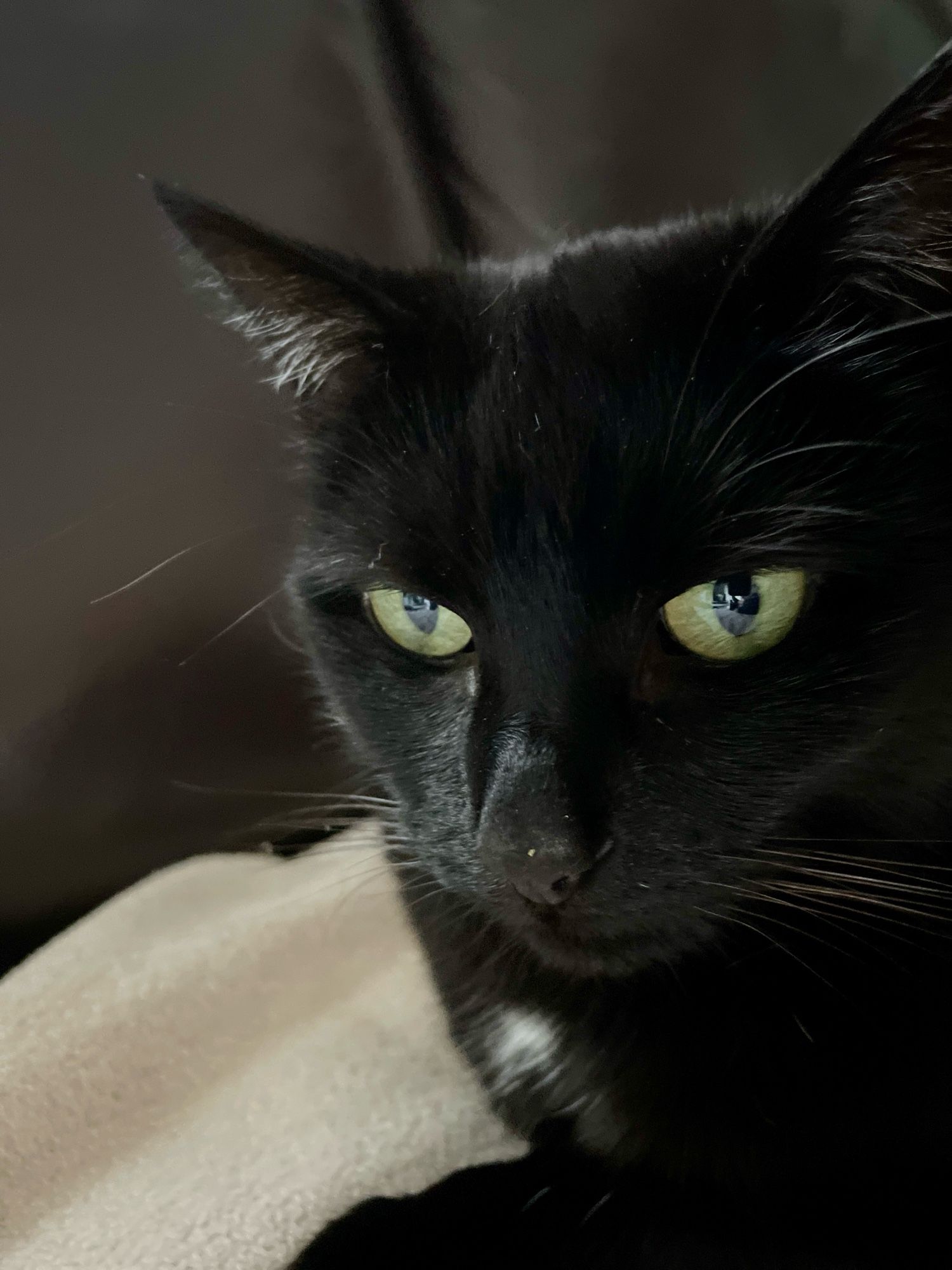 Portrait von einer schwarzen Katze