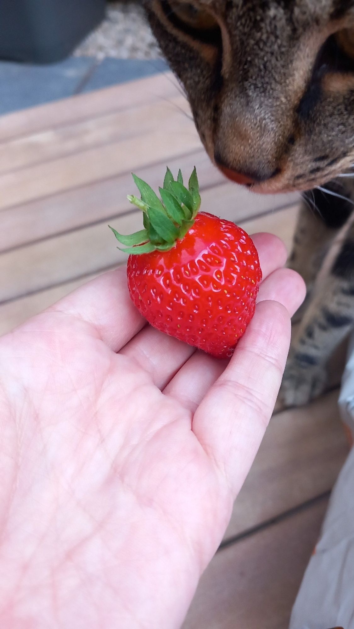 Strawberry chonky boy #strawberry #delicious
