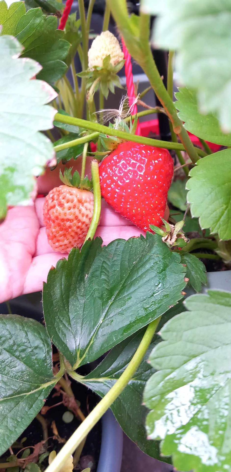 Growing your own strawberries
#strawberry #food #joy
