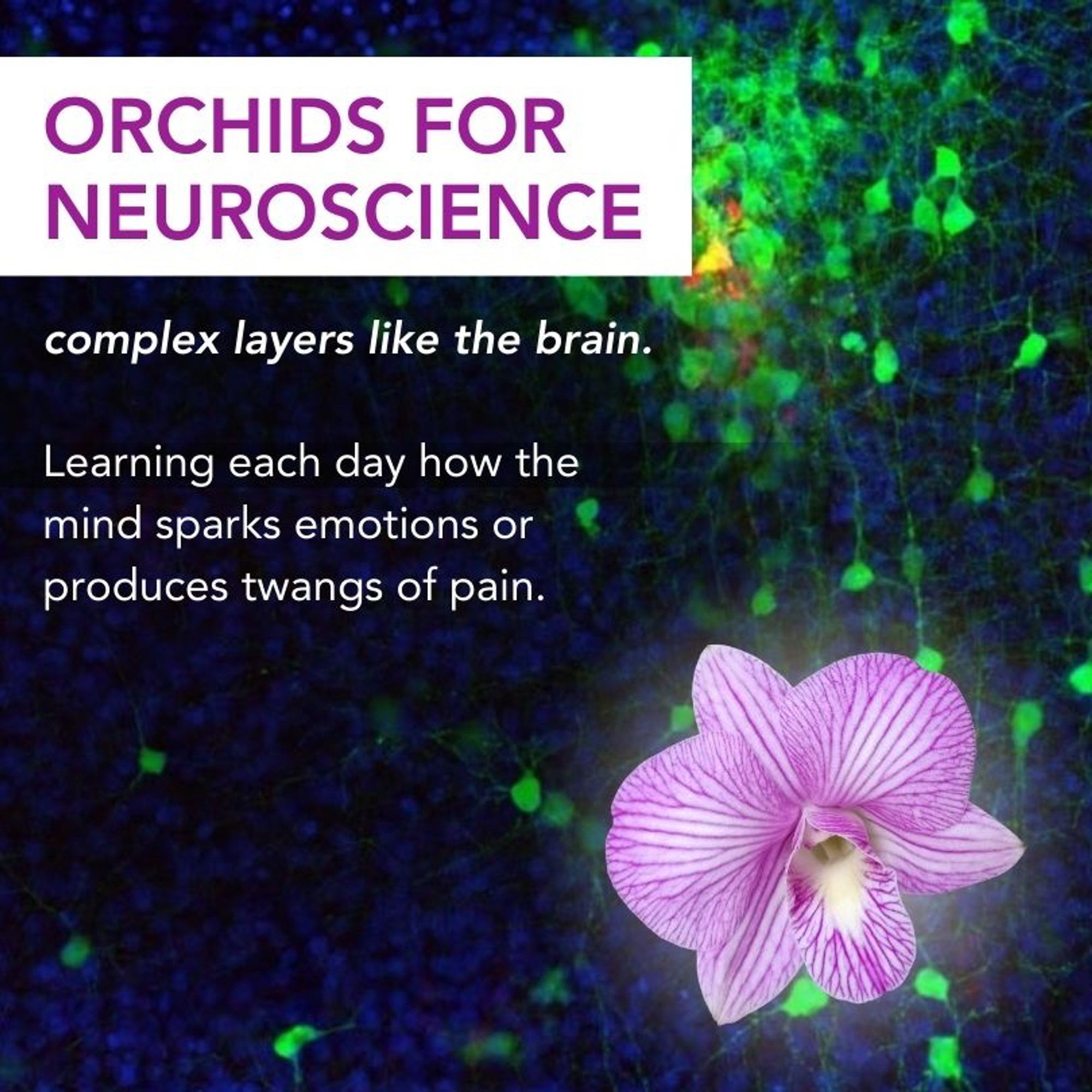 Orchids for neuroscience: complex layers like the brain. Learning each day how the mind sparks emotions or produces twangs of pain.